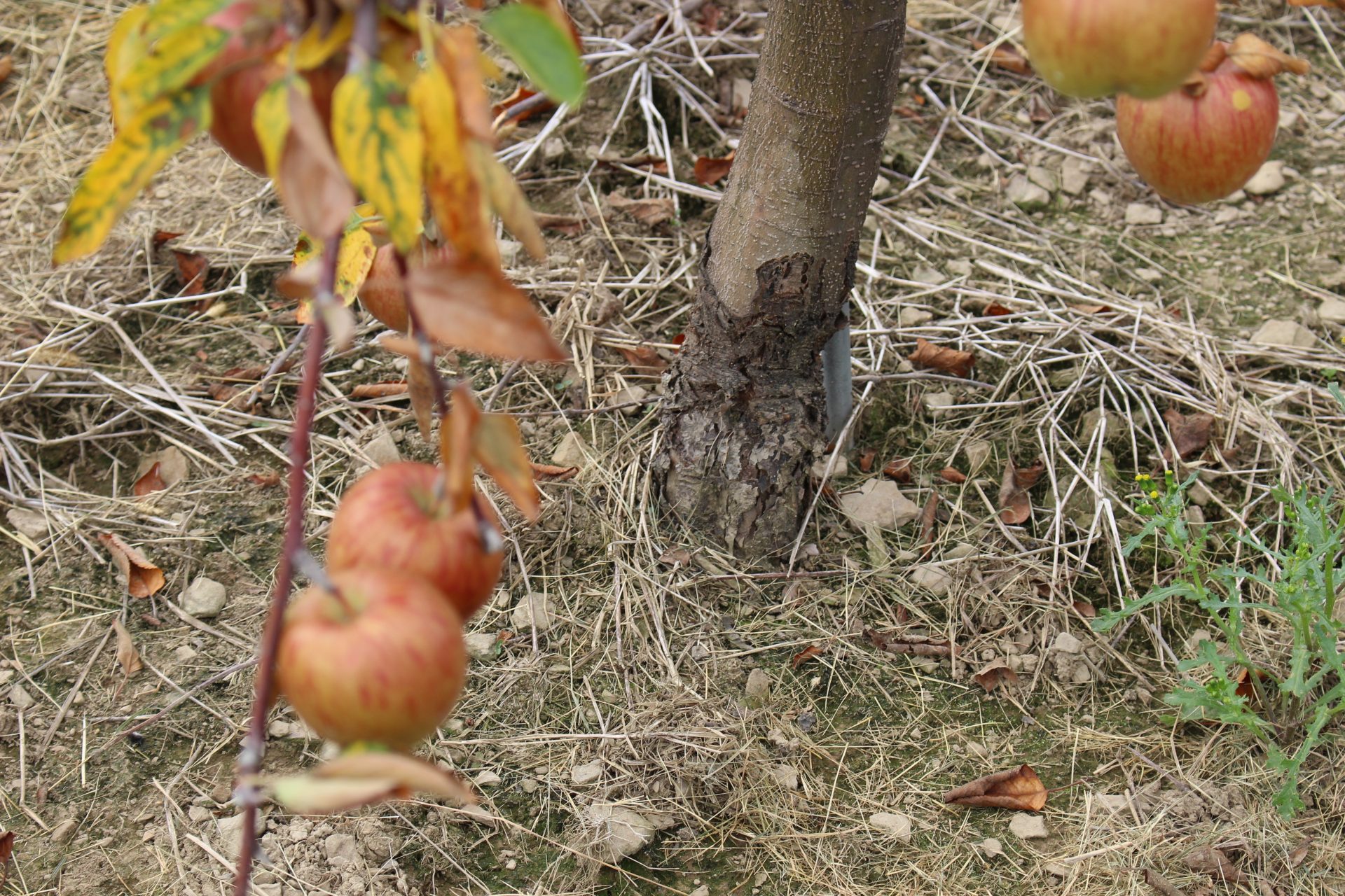 Rot along the grafting union, which connects the grafted variety to the roots, is a sign of RAD. 