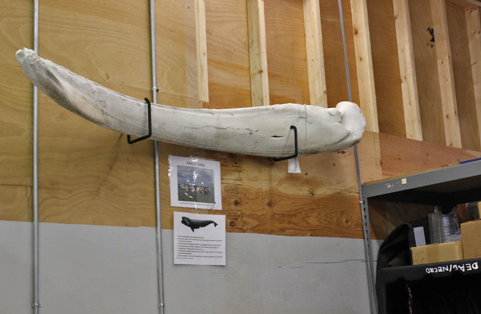 IFAW responds to marine mammals in trouble, and when they’re too late, they try to determine a cause of death. Pictured is the lower mandible of a one-and-a-half year old North Atlantic right whale that died from a fishing gear entanglement.