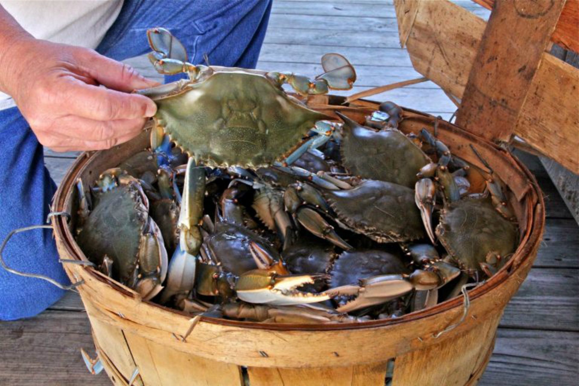 A basket of crabs caught on the Delaware bayshore. (Emma Lee/WHYY)