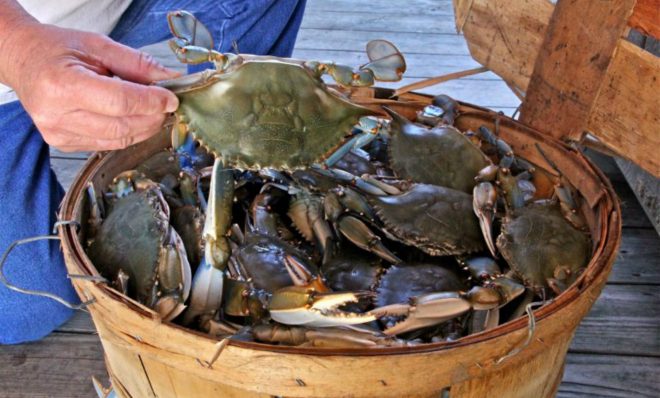 A basket of crabs caught on the Delaware bayshore.  