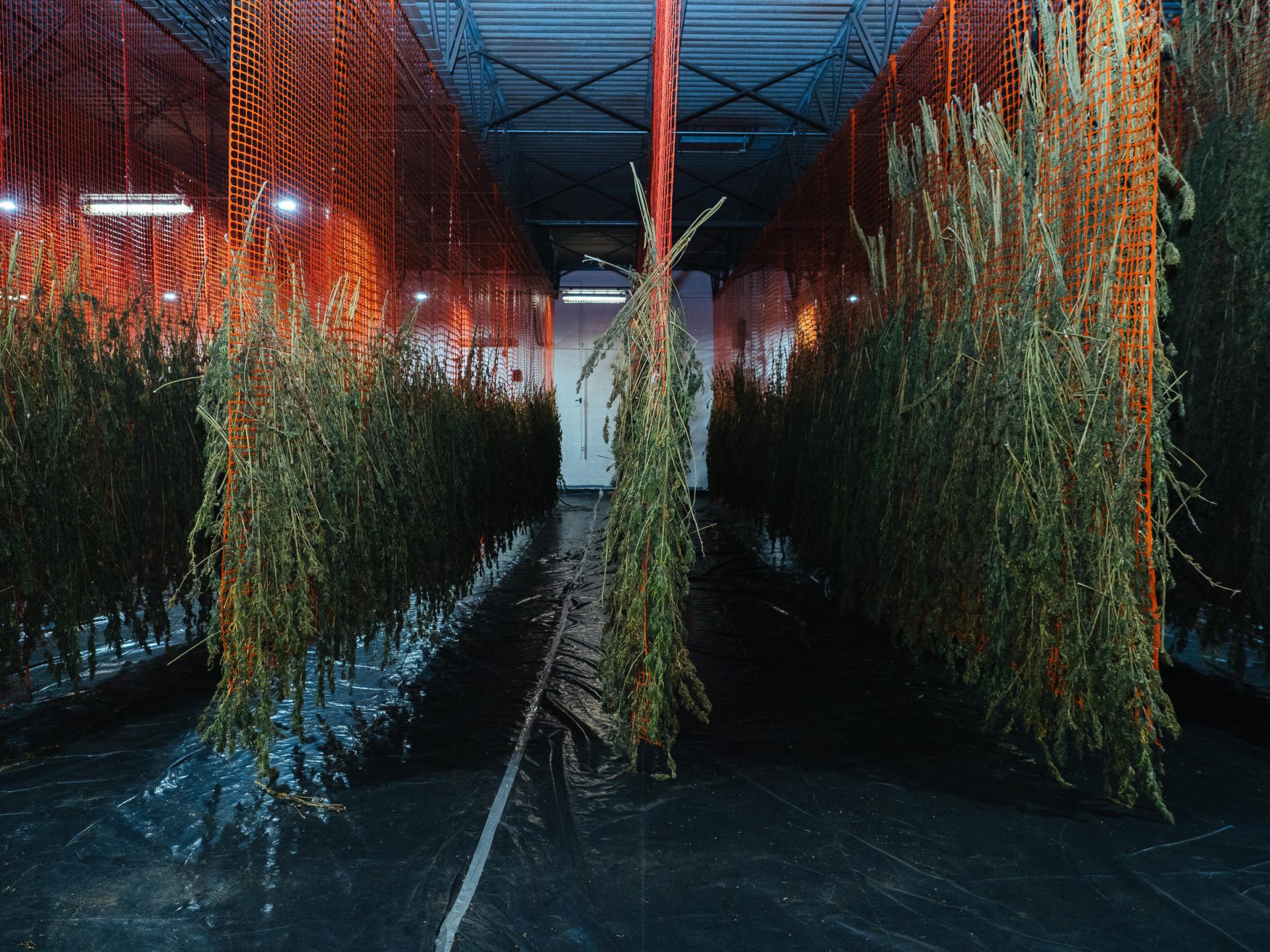 Drying hemp plants at AgraPharm's warehouse in Vanport, Pa.