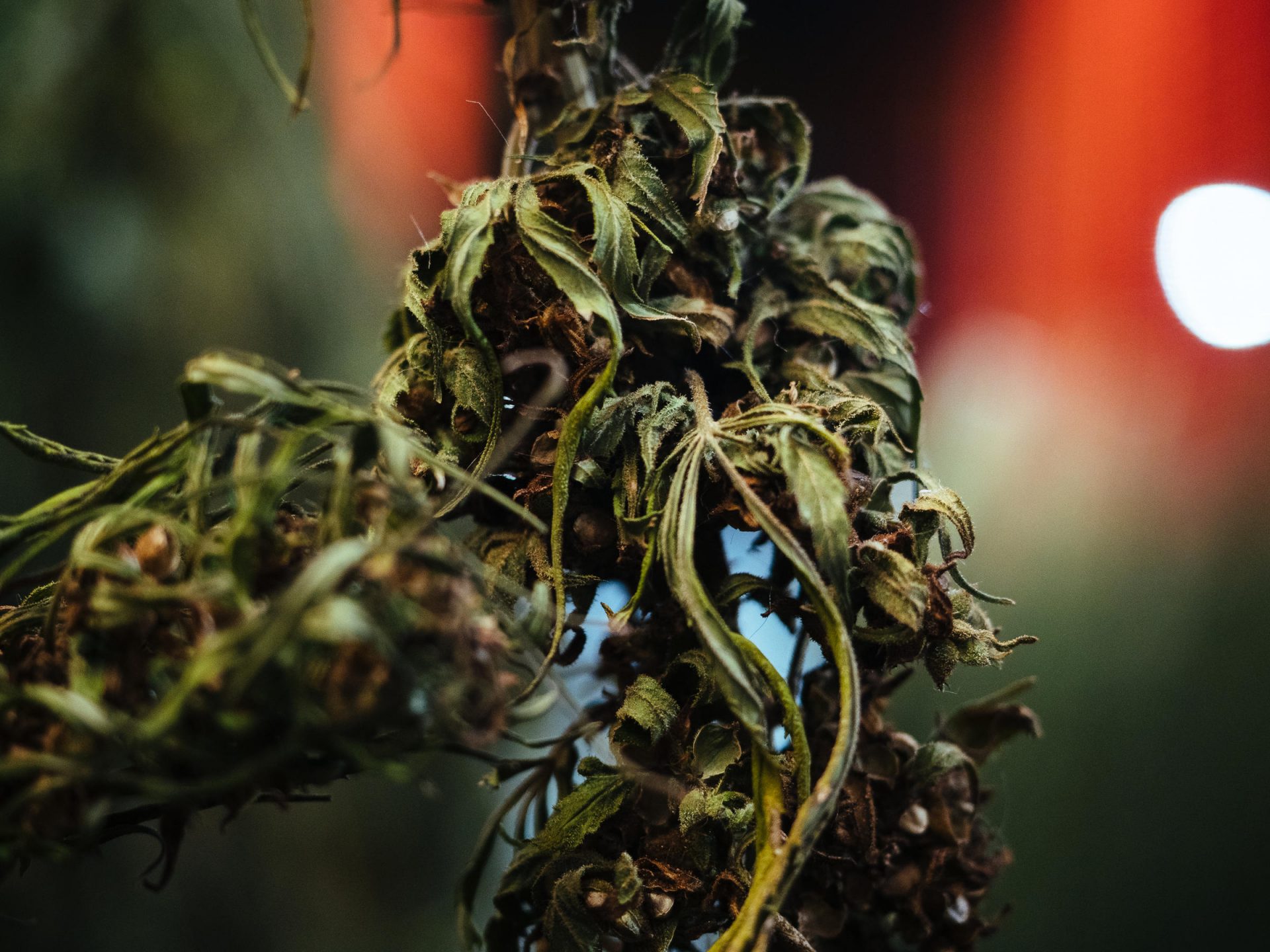 A drying hemp plant at AgraPharm's warehouse in Vanport, Pa.