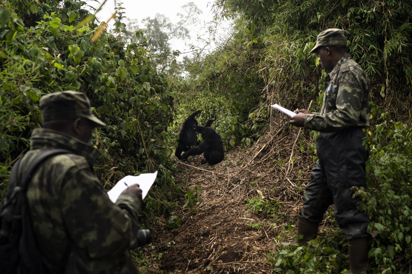 In this Sept. 4, 2019 photo, gorilla trackers Emmanuel Bizagwira, right, and Safari Gabriel observe two gorillas from the Agasha group as they play in the Volcanoes National Park, Rwanda. George Schaller, a renowned biologist and gorilla expert, conducted the first detailed studies of mountain gorillas in the 1950s and early ‘60s, in what was then the Belgian Congo. He also was the first to discover that wild gorillas could, over time, become comfortable with periodic human presence, a boon to researchers and, later, tourists.