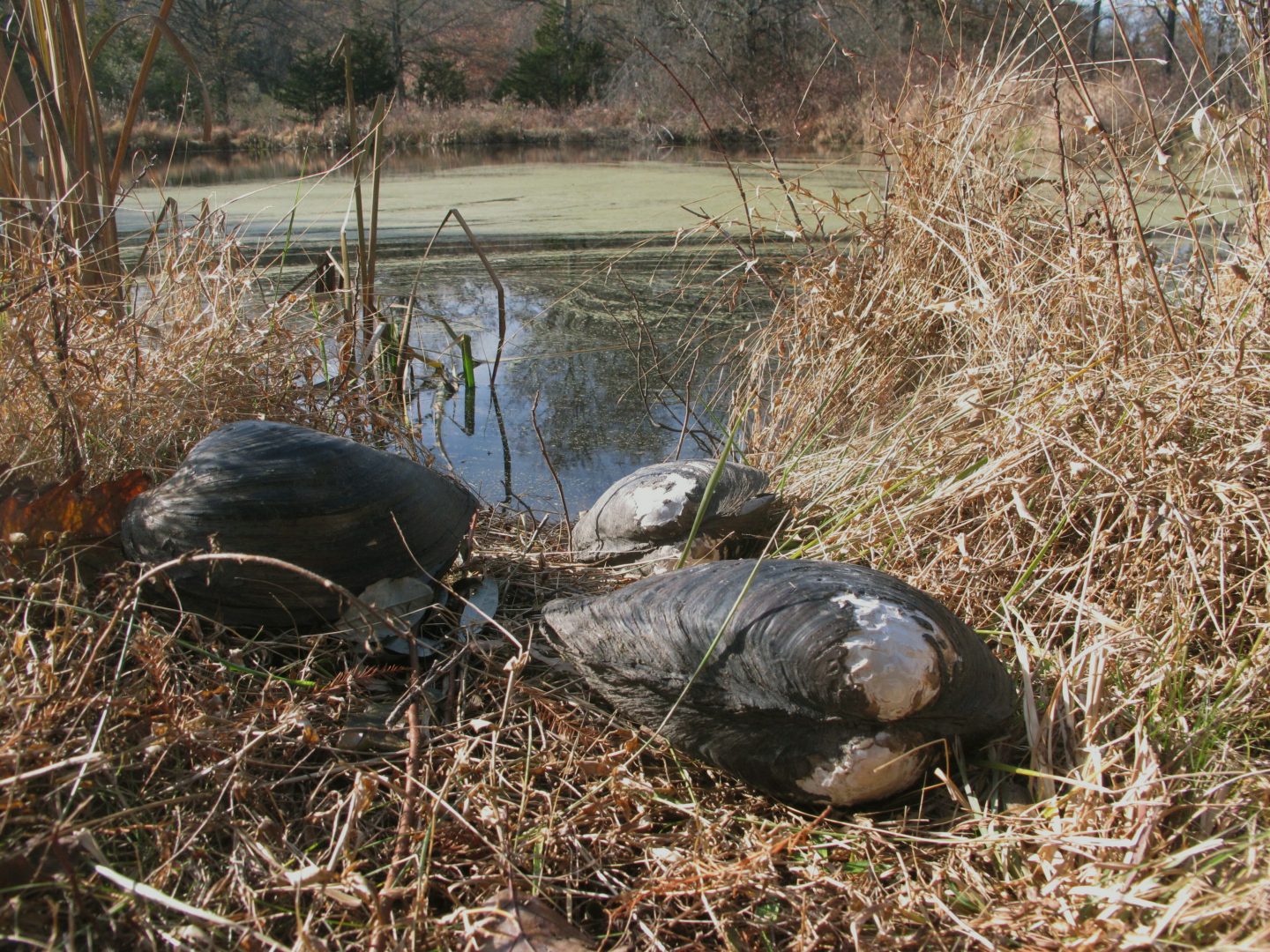 This Nov. 21, 2019 photo shows dead Chinese pond mussels that were found in a network of ponds in Franklin Township, N.J.  A colony of giant invasive Chinese mussels has been wiped out from the New Jersey pond. They had threatened to spread to the Delaware River and wreak ecological havoc, as they already are doing in other parts of the world. Officials say they’re confident they’ve narrowly avoided a serious environmental problem by eradicating the mussels from a former fish farm in Hunterdon County.