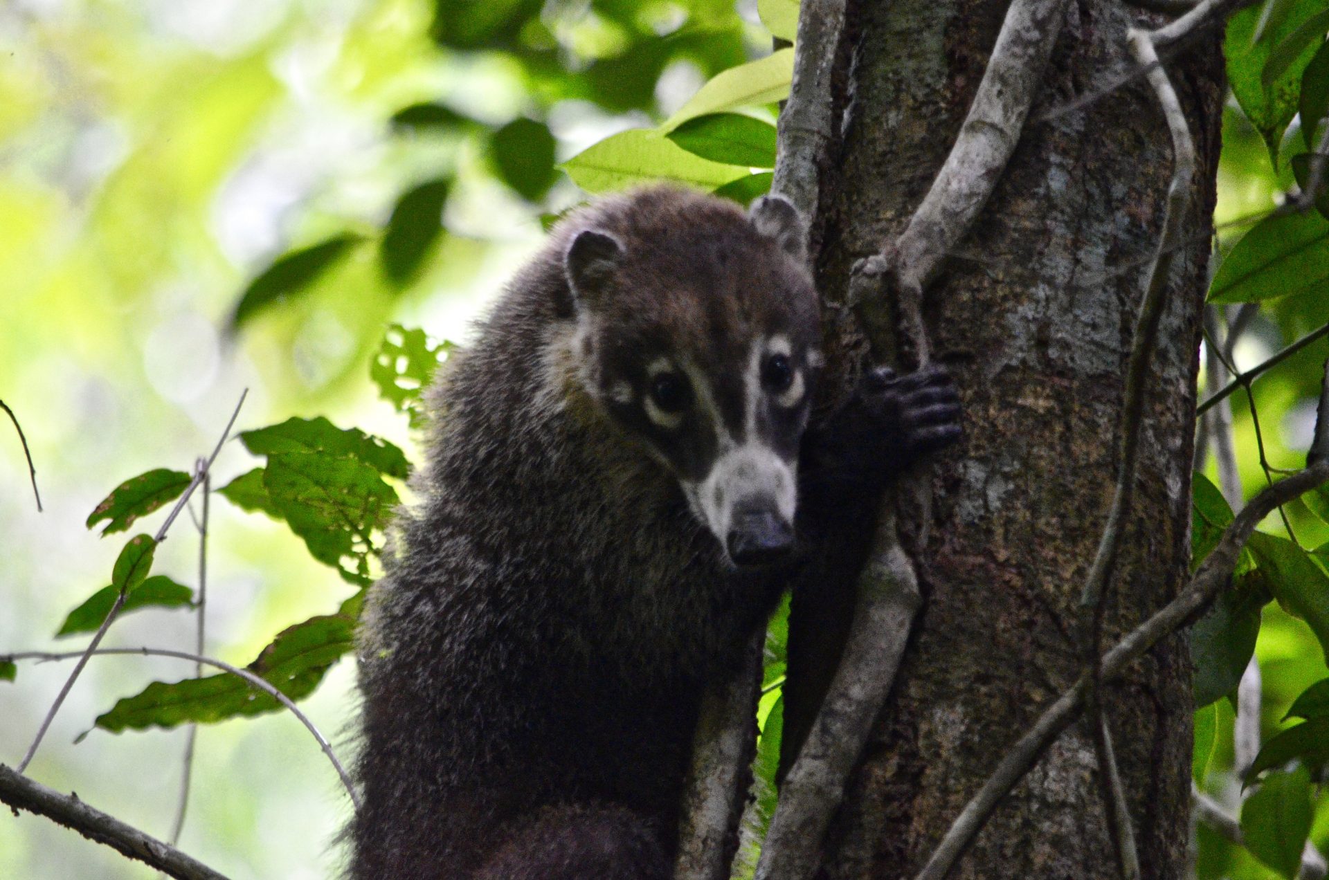 A coati, relative of raccoons, on Barro Colorado Island, Panama.