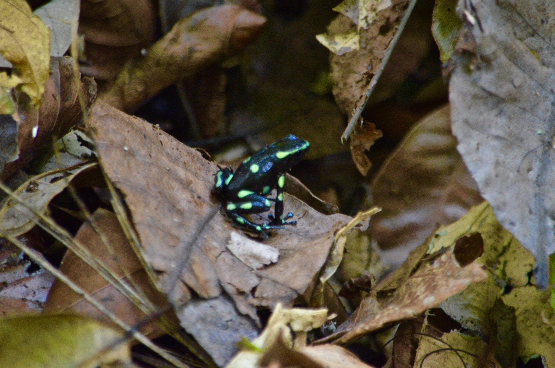 Marconi Campos and Mitch Aide recently conducted a study on how Hurricane Maria affected soniferous creatures, like frogs and birds, in Puerto Rican rainforests.