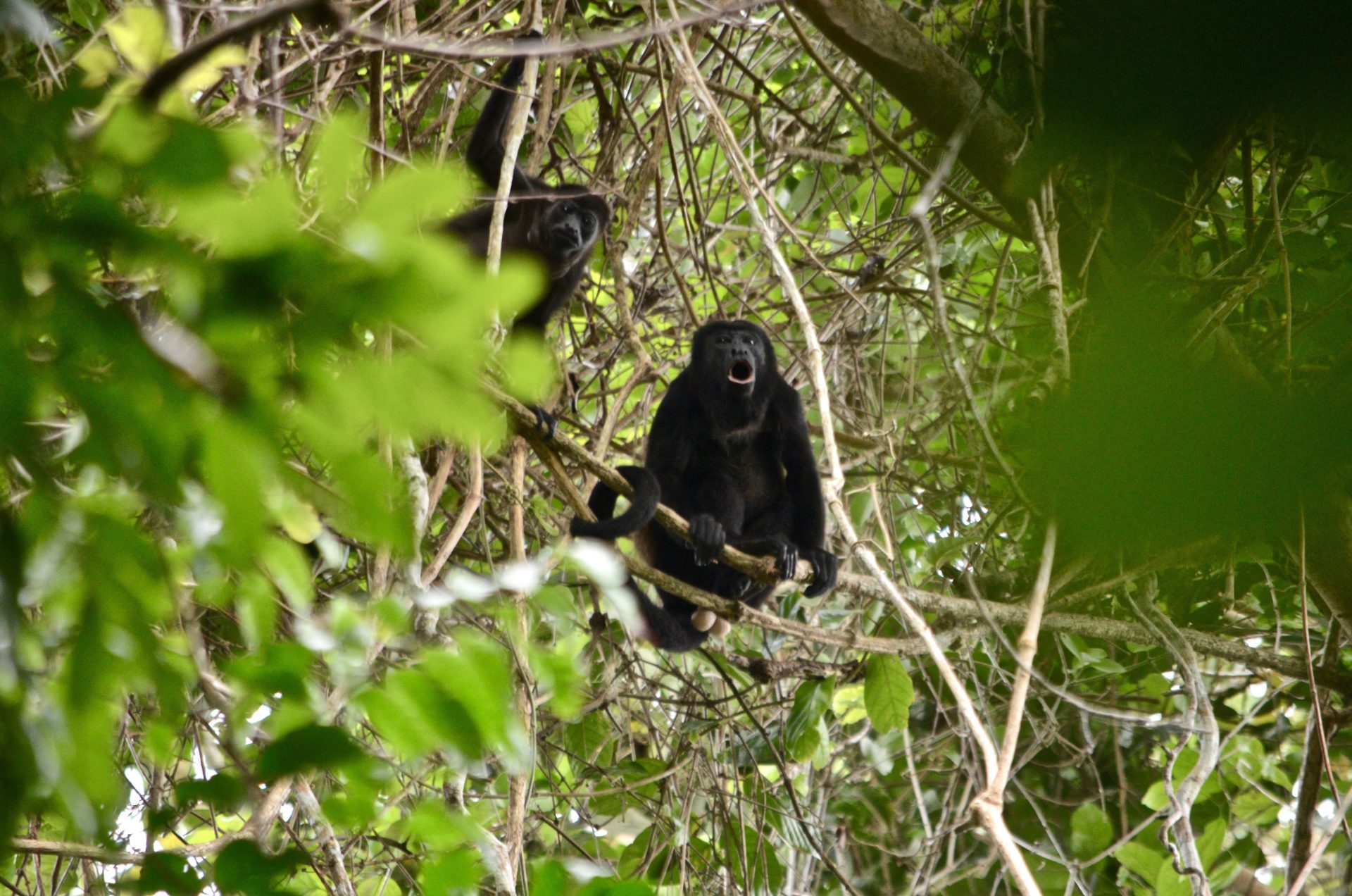 The haunting roar of howler monkeys is a common sound in South and Central American rainforests.