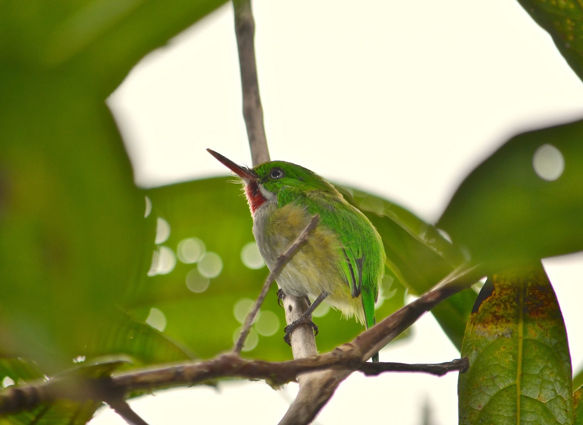 A tody, a type of bird related to kingfishers, in Puerto Rico.