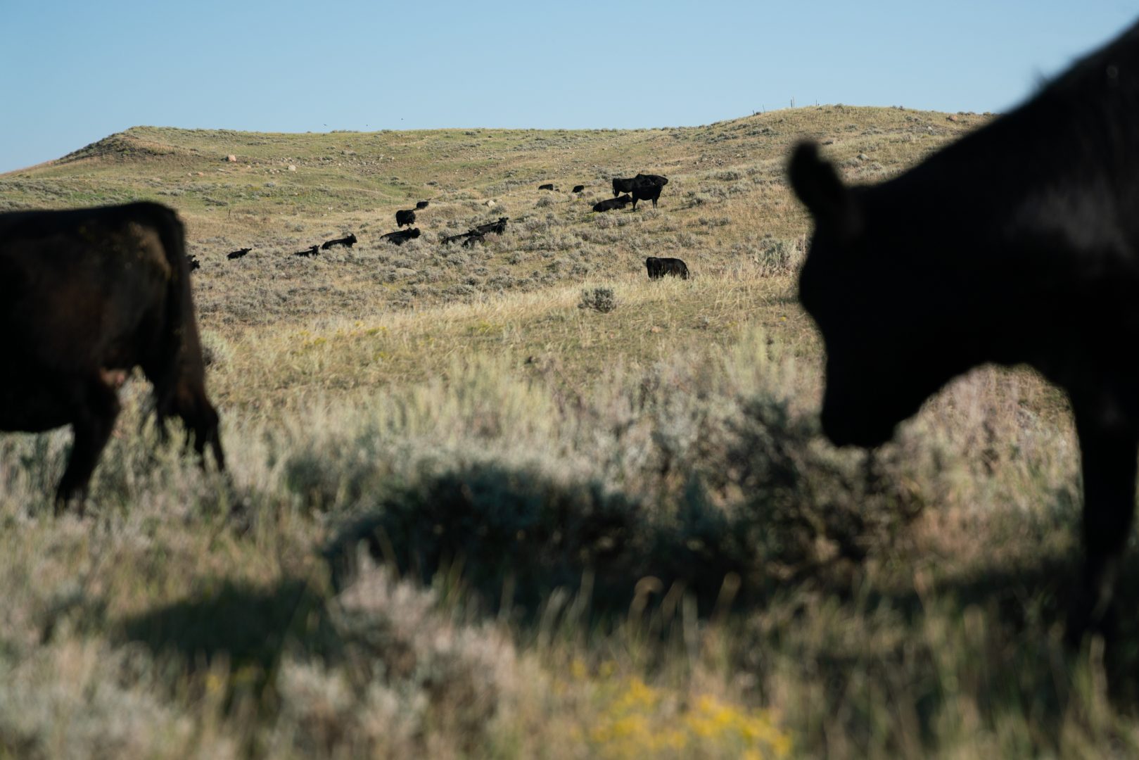 Conni and Craig French own C Lazy J Ranch in northeastern Montana. Conni is concerned about the American Prairie Reserve buying up ranchland to turn it into a wildlife sanctuary.