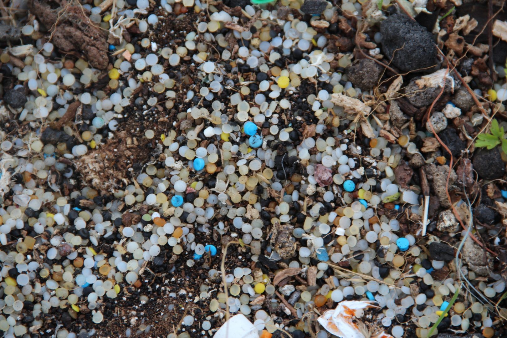 Nurdles on Ferrycraigs Beach on the Firth of Forth, Scotland. Environmentalists fear nurdle pollution in Pennsylvania will increase with Shell's new ethane cracker in southwestern Pa.
