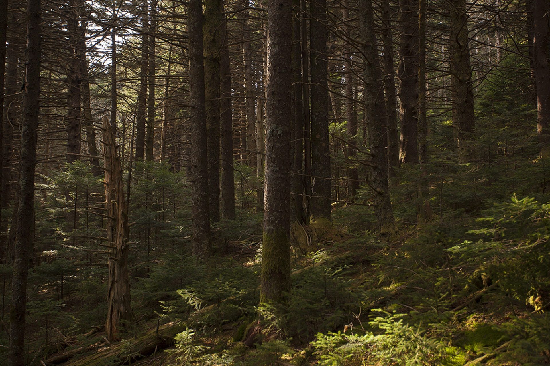 A spruce-fir forest on Roan Mountain, in Tennessee. The Fraser firs grow on just seven mountain peaks in the Southern Appalachians and are considered an endangered ecosystem.