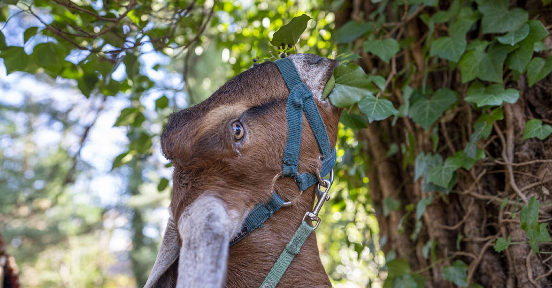 A goat from the Philly Goat Project feasts on the leaves of English ivy clearing the way for landscapers to cut down the invasive plant.