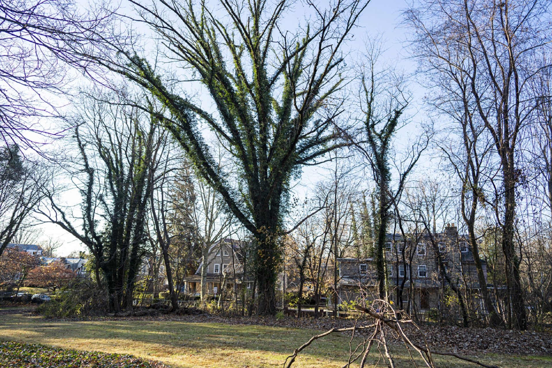 Reporter Jessica Kourkounis recently moved from a Philadelphia rowhouse to a large property in East Germantown with about an acre of land.