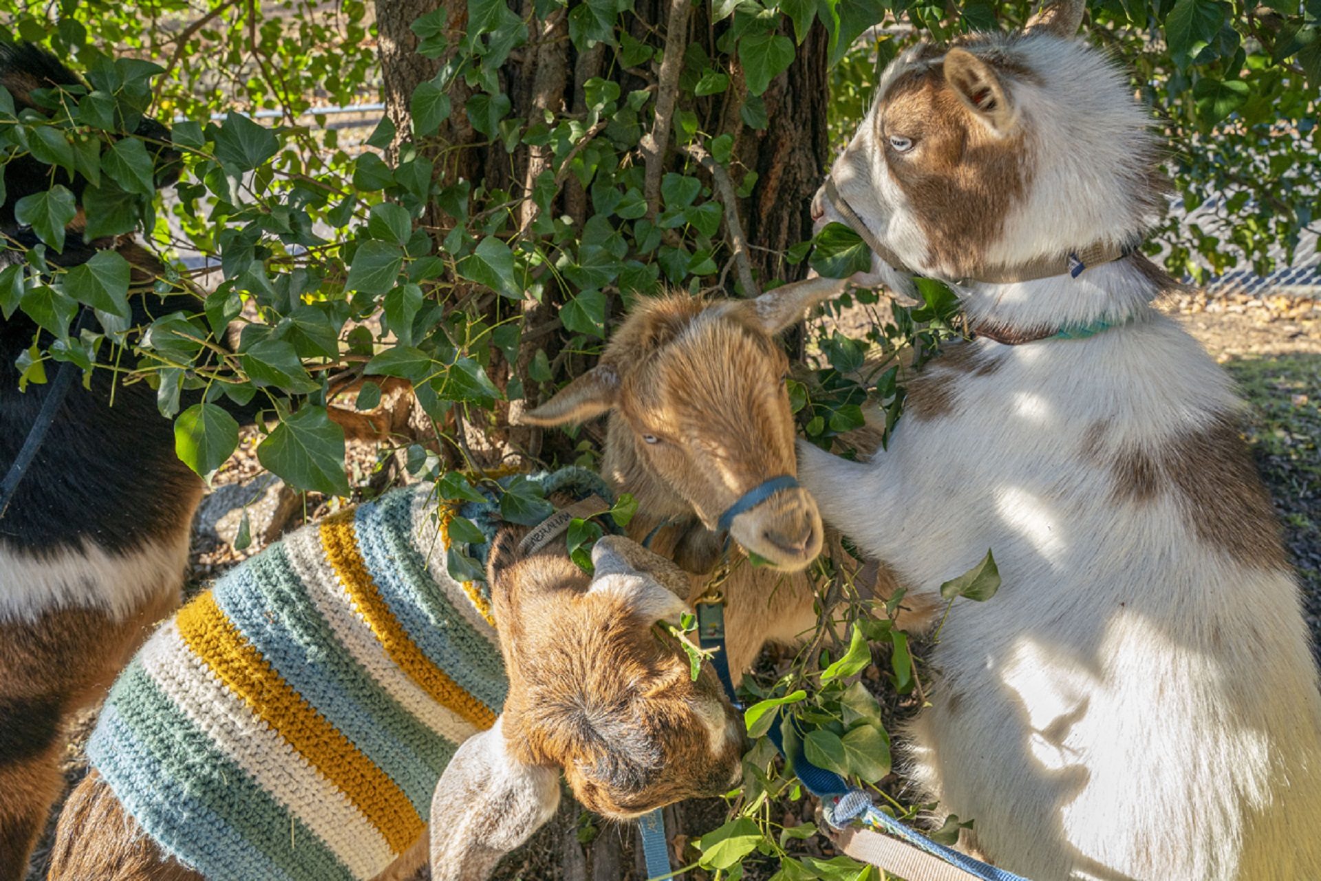 Goats, some wearing sweaters, are known as "power eaters" from the Philly Goat Project.