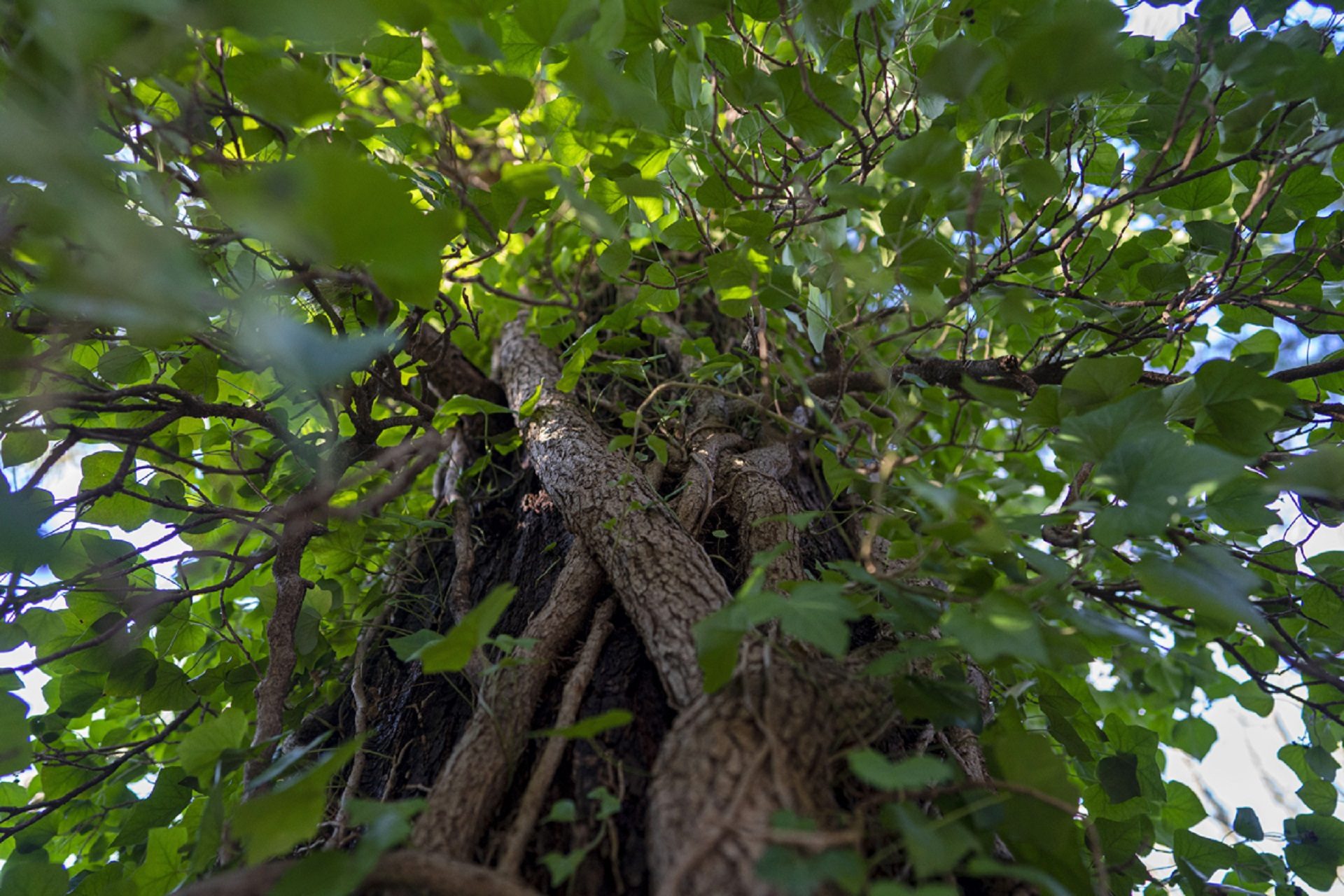 The ivy has formed its own trunk like structure squeezing the bark of the tree.