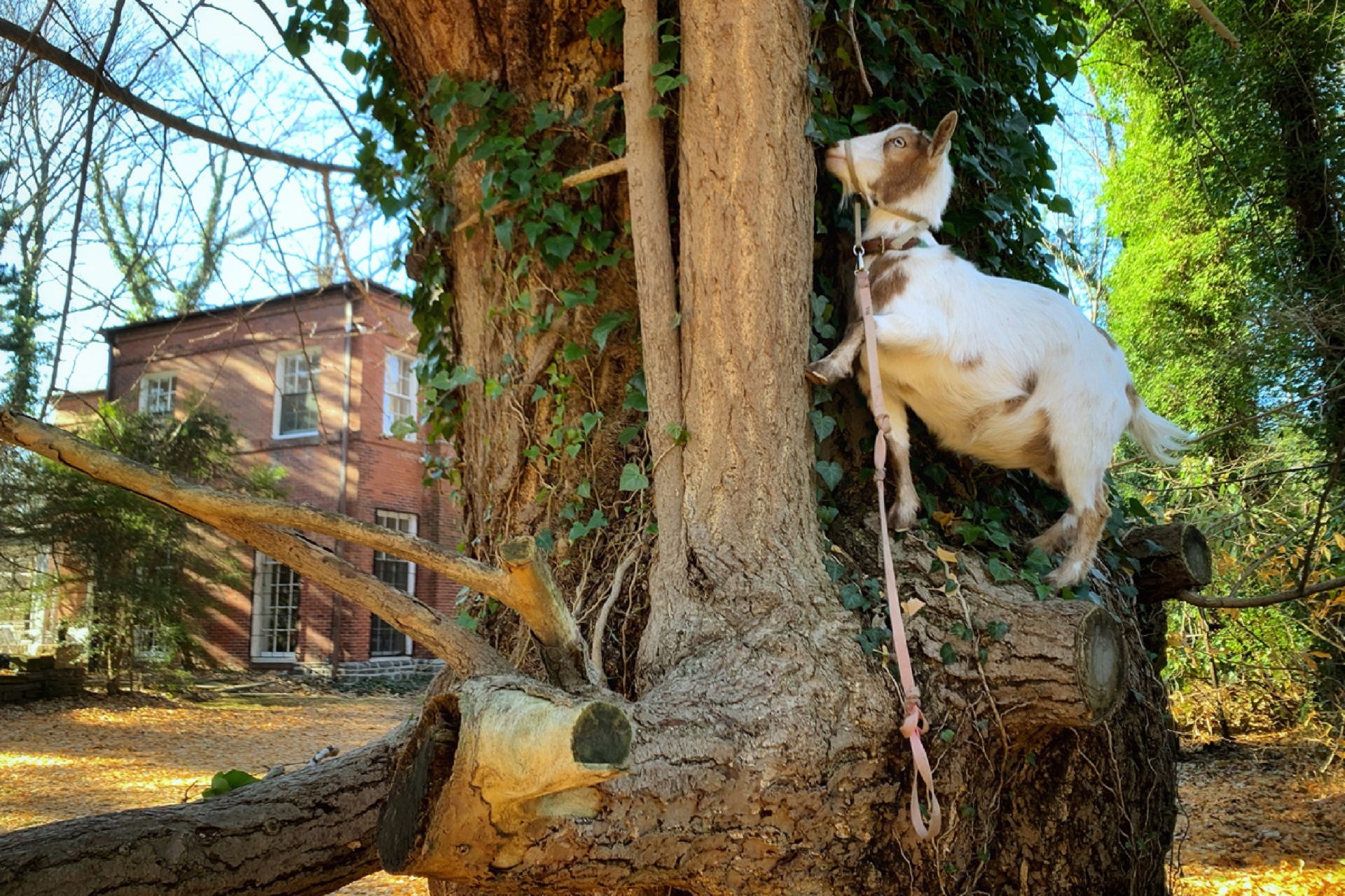 One of the goat grazes on English ivy leaves. 