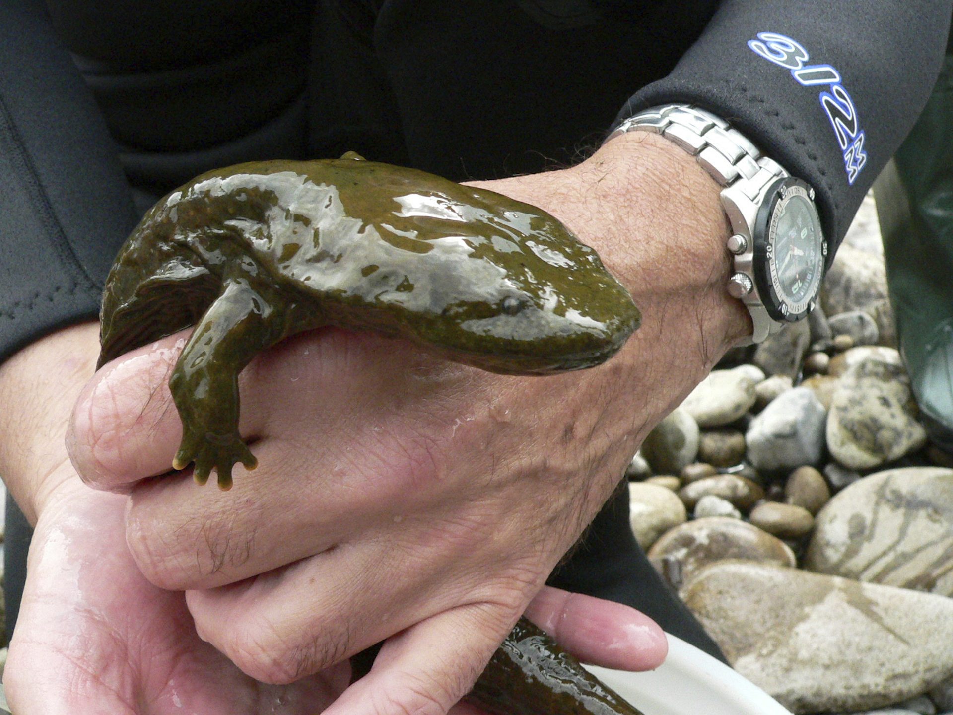 This undated photo provided by Peter Petokas, a research associate at the Clean Water Institute of Lycoming College's biology department, shows an adult Eastern hellbender, an aquatic salamander that can grow up to two feet long, making them the largest North American amphibian according to the Center for Biological Diversity.