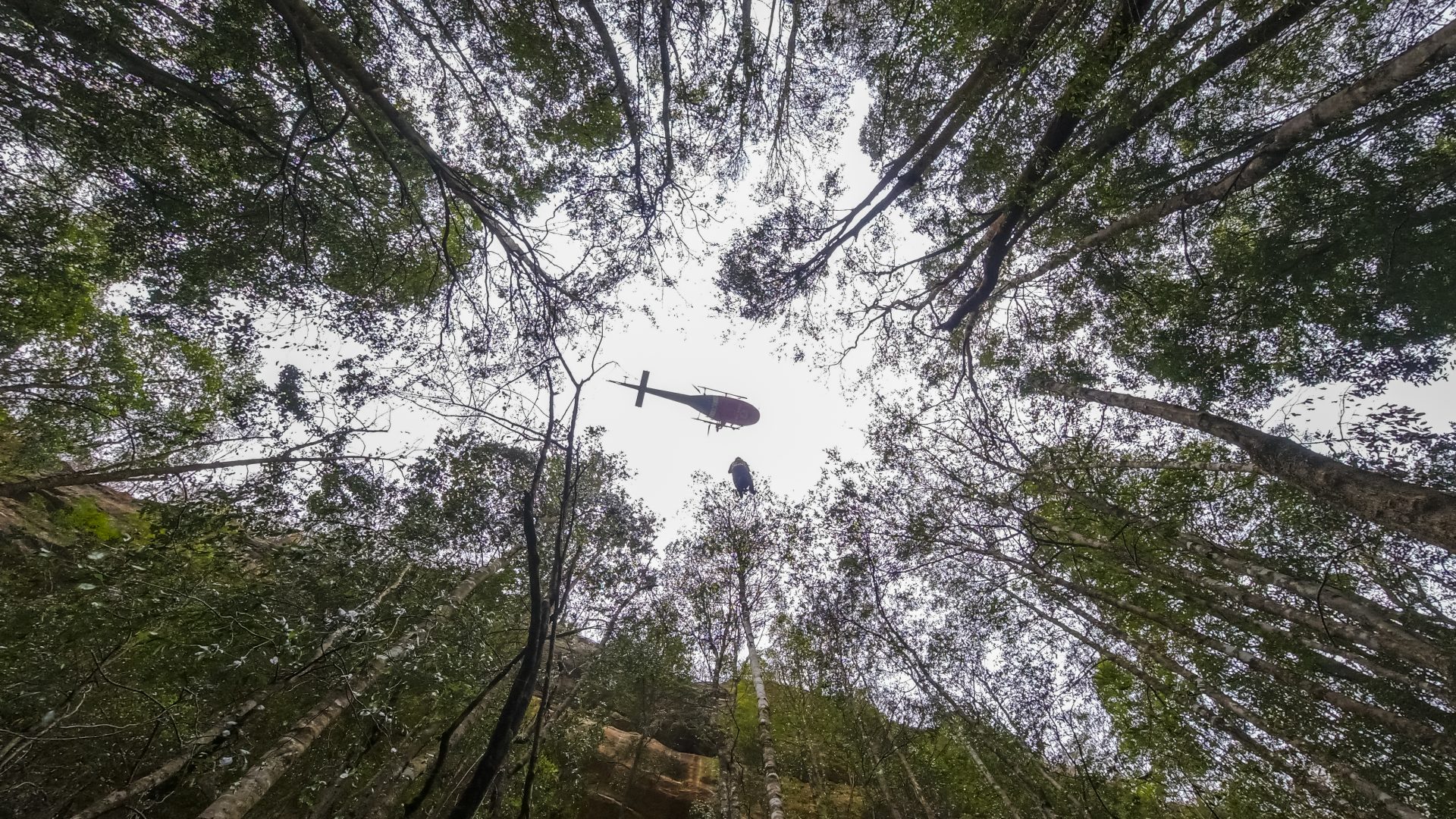 Firefighters winched their way from helicopters to the forest floor. The exact location of the groves is a carefully guarded secret.