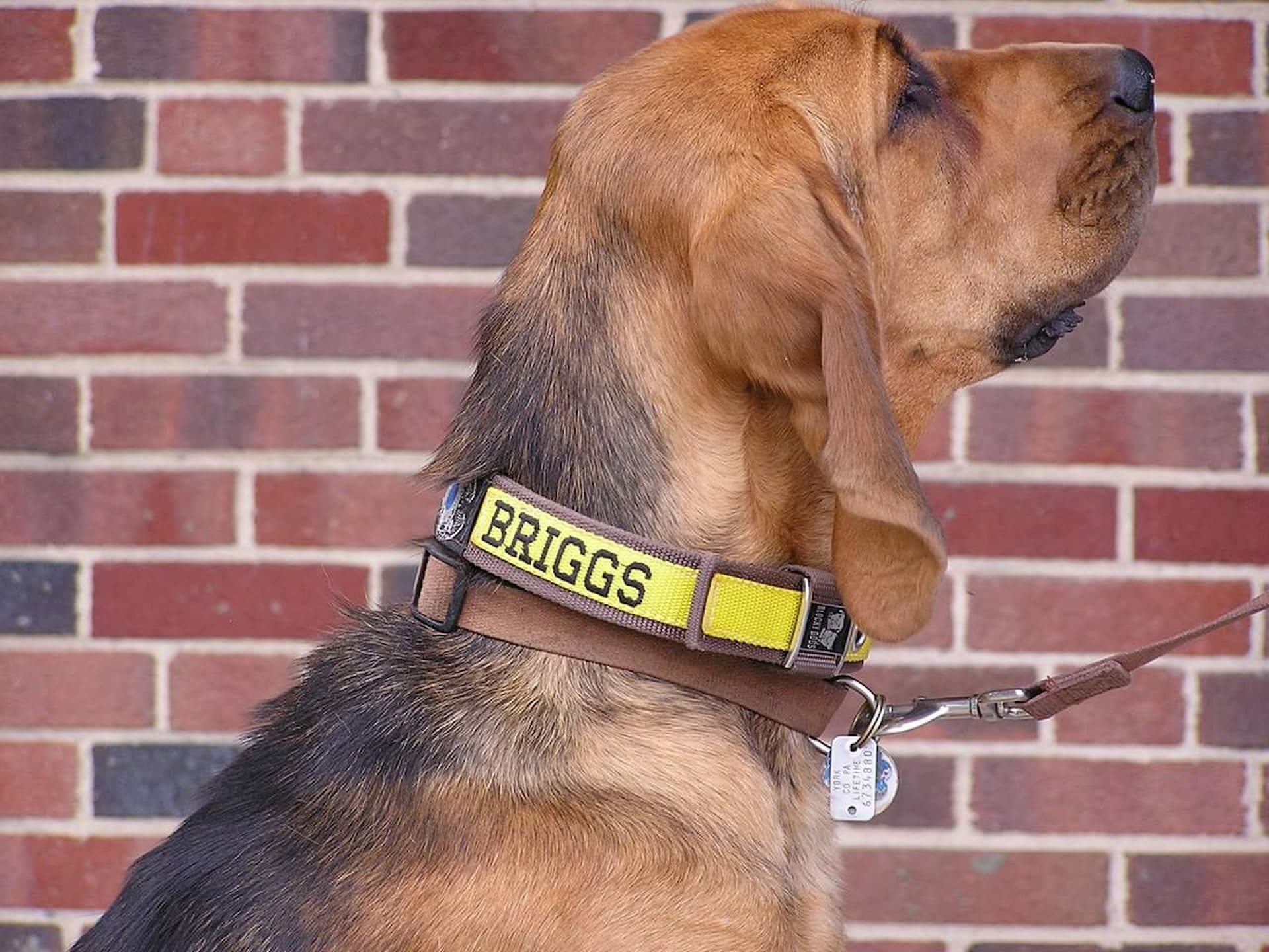 Photo of Detective K9 Briggs, a canine on the Summit Search and Rescue.