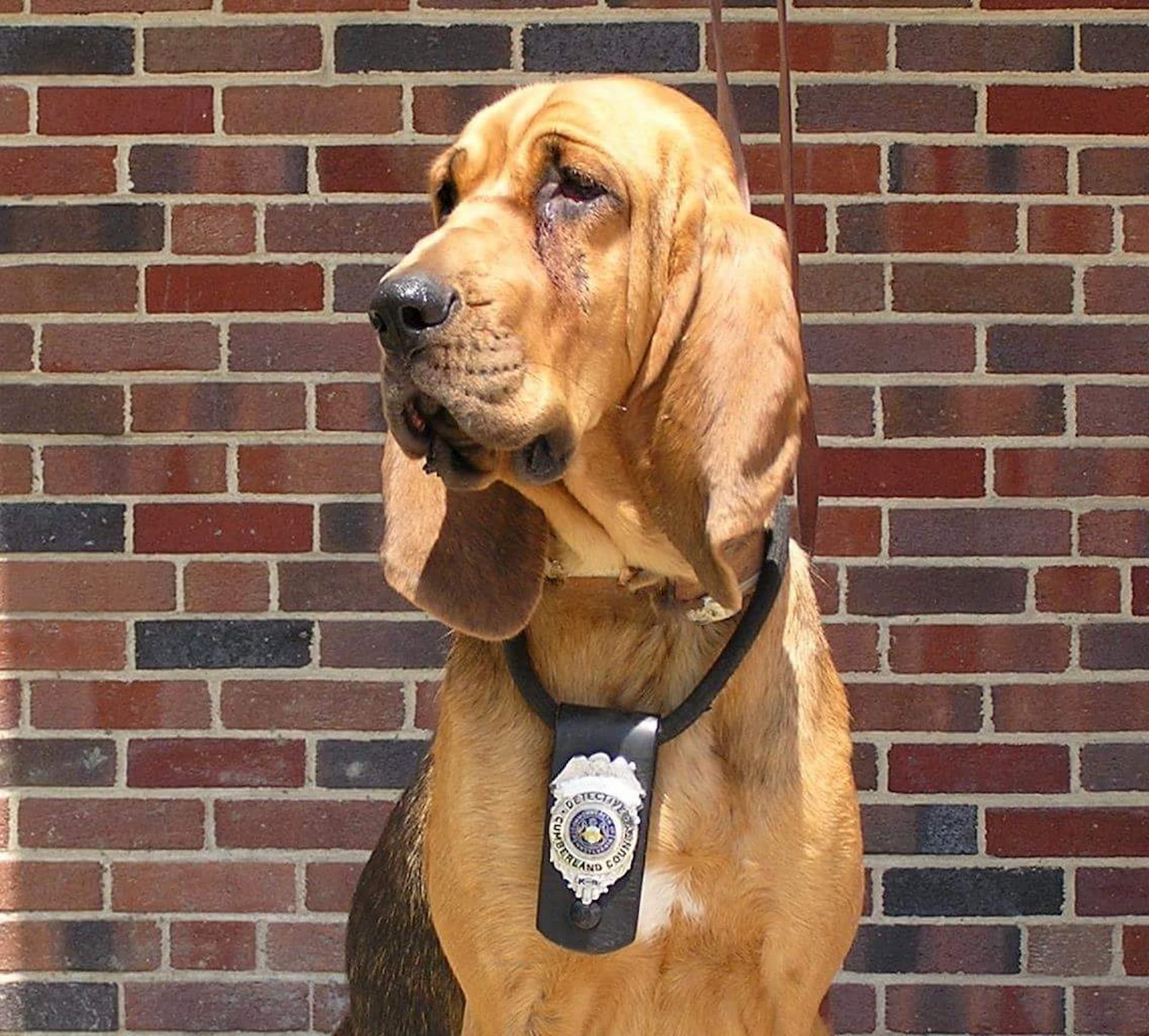 Photo of Detective K9 Briggs, a canine on the Summit Search and Rescue.