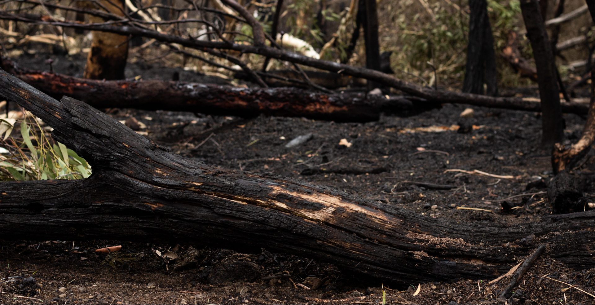 Photo taken of the aftermath of the Voyager Point bushfire near Sydney, Australia, on January 7, 2020. For more photos, go to www.jordanbrownfilms.com