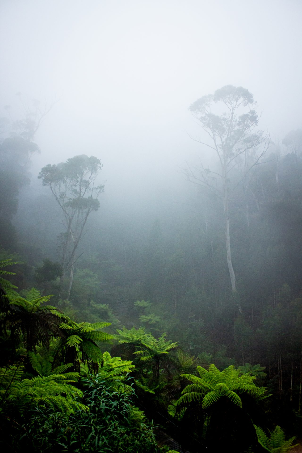 Photo taken from outside the town Katoomba near Sydney, Australia, on January 12, 2020. For more photos, go to www.jordanbrownfilms