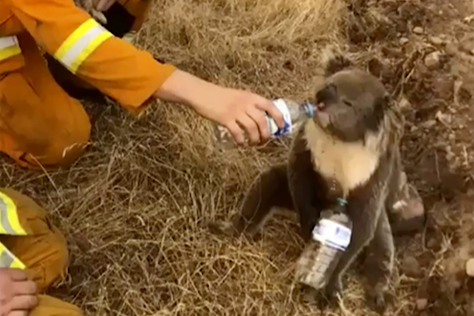 FIEL - In this image made from video taken on Dec. 22, 2019, and provided by Oakbank Balhannah CFS, a koala drinks water from a bottle given by a firefighter in Cudlee Creek, South Australia. Thousands of koalas are feared to have died in a wildfire-ravaged area north of Sydney, further diminishing Australia's iconic marsupial, while the fire danger accelerated Saturday, Dec. 28, 2019 in the countryâ€™s east as temperatures soared.