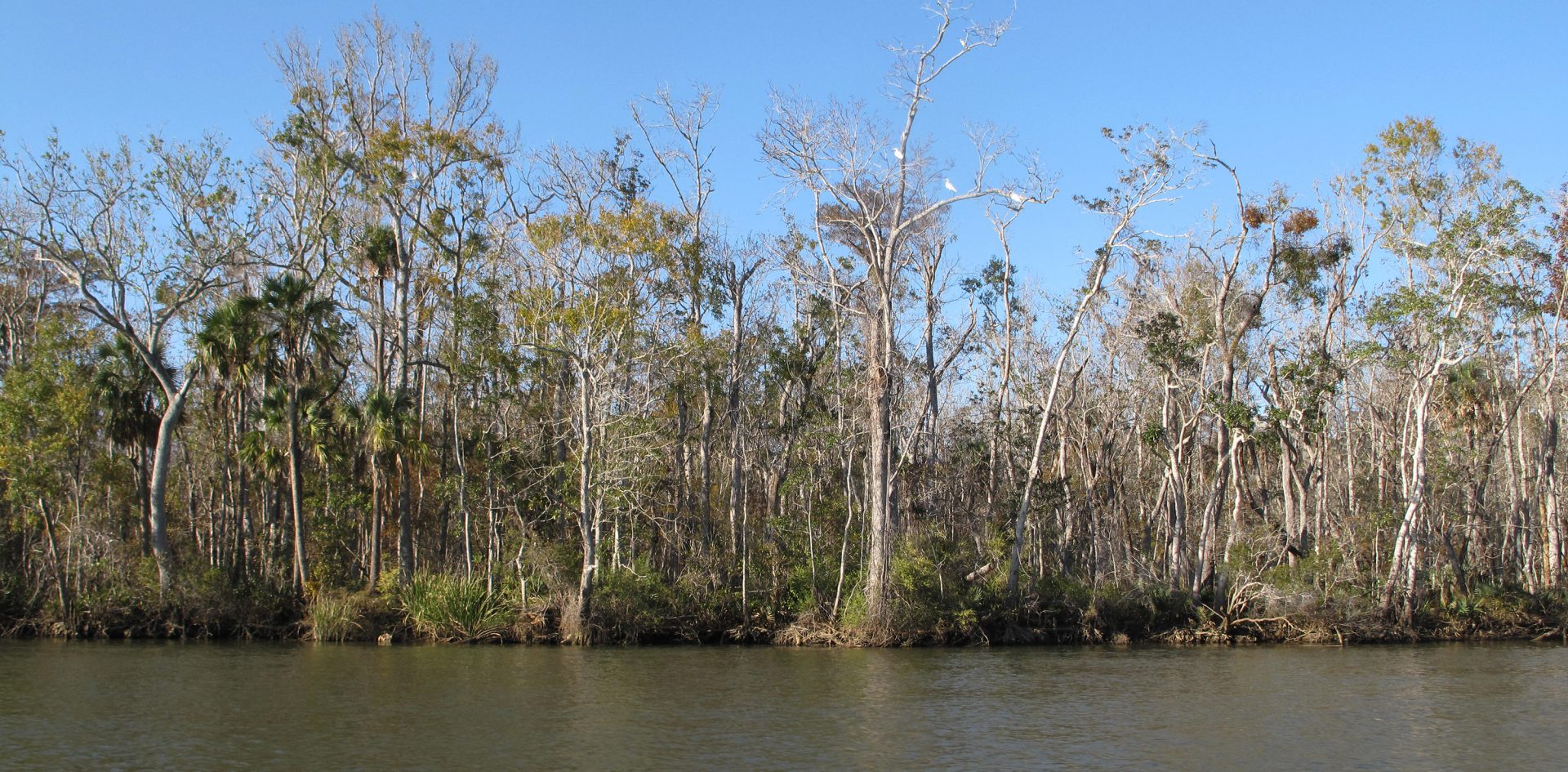 Trees line the water's edge along Florida's Apalachicola River. Millions of tupelo trees and freshwater grasses have been choked out by salt water creeping farther inshore.