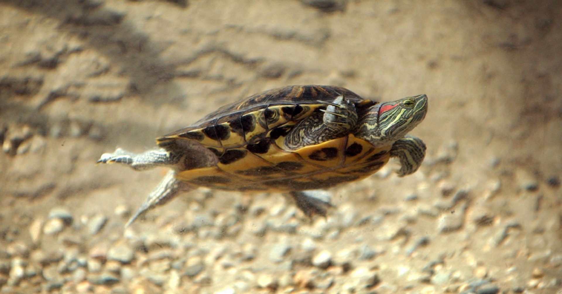 обычная черепаха. лапы черепахи. плавательные перепонки у черепах. смешные черепахи. фернандинская черепаха.