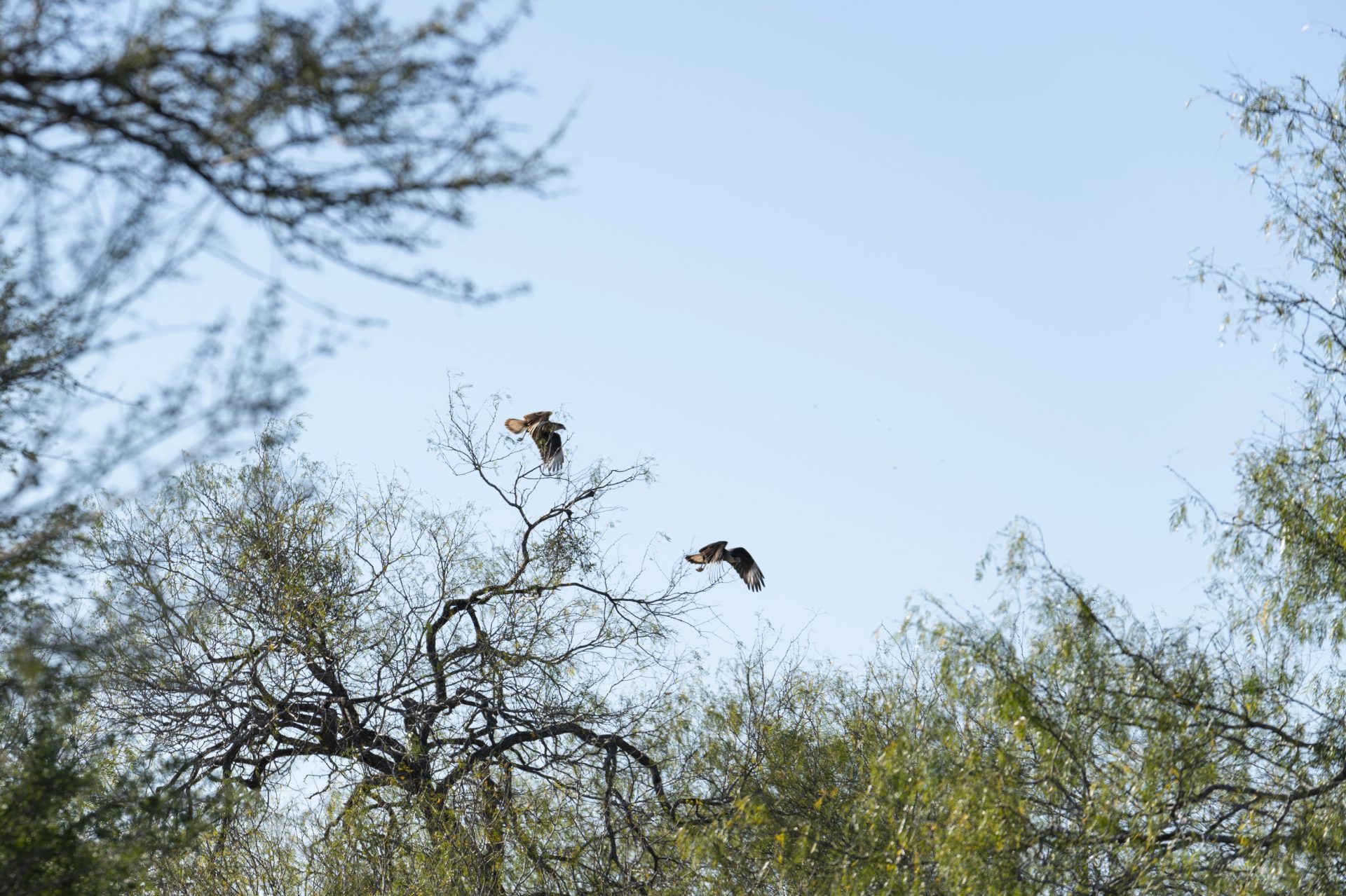 Caracaras—a raptor that often feeds on carrion—take wing near Perez's ranch. CBP says it is working with the U.S. Fish and Wildlife Service to mitigate the wall's impact on critters, but an official concedes it's not easy to protect wildlife while strengthening border security.