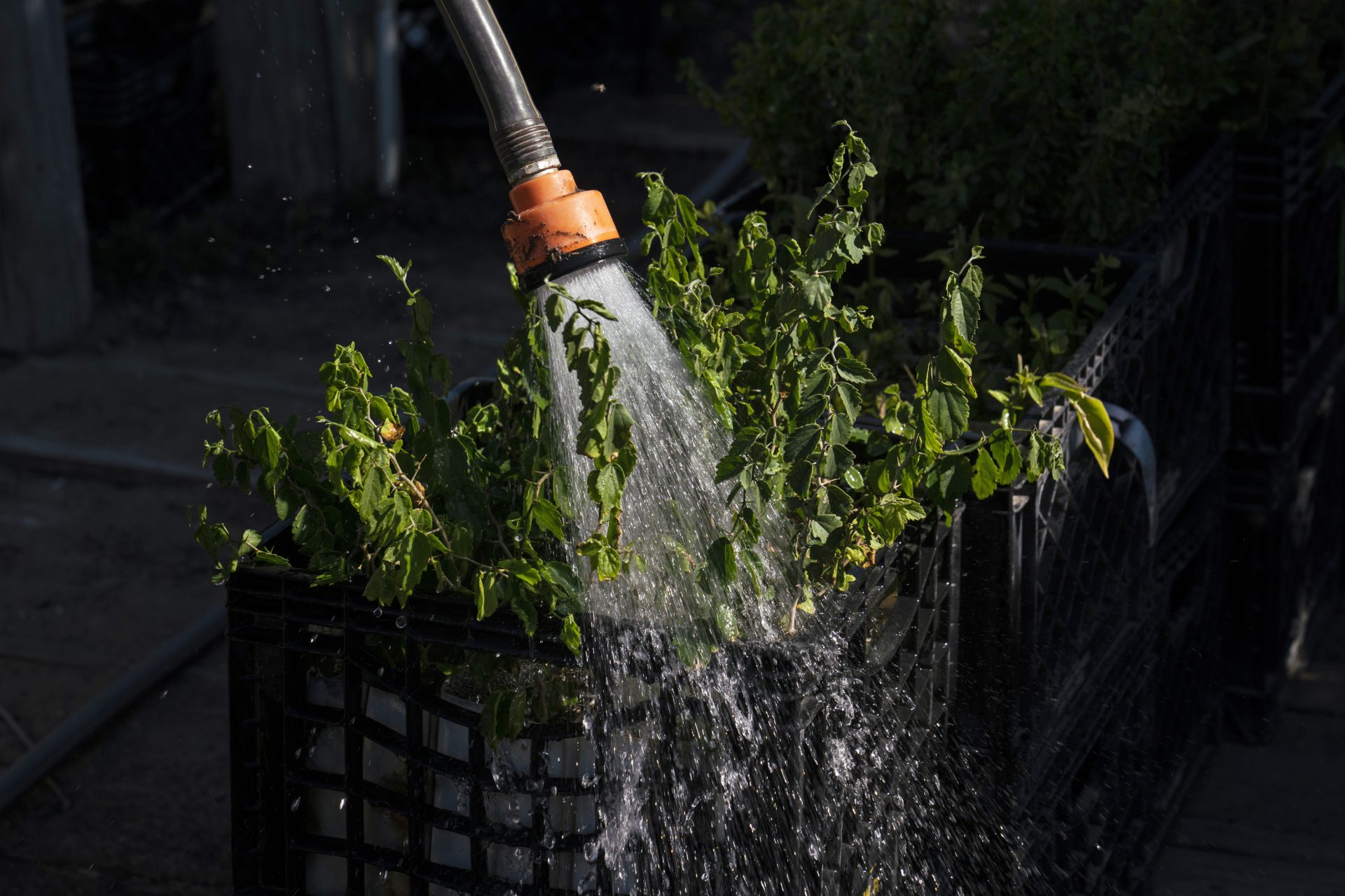 Perez waters the native plants that she grows on her ranch. Most of these plants will be bought by the U.S. Fish and Wildlife Service to revegetate farmland that is part of the wildlife refuge complex.