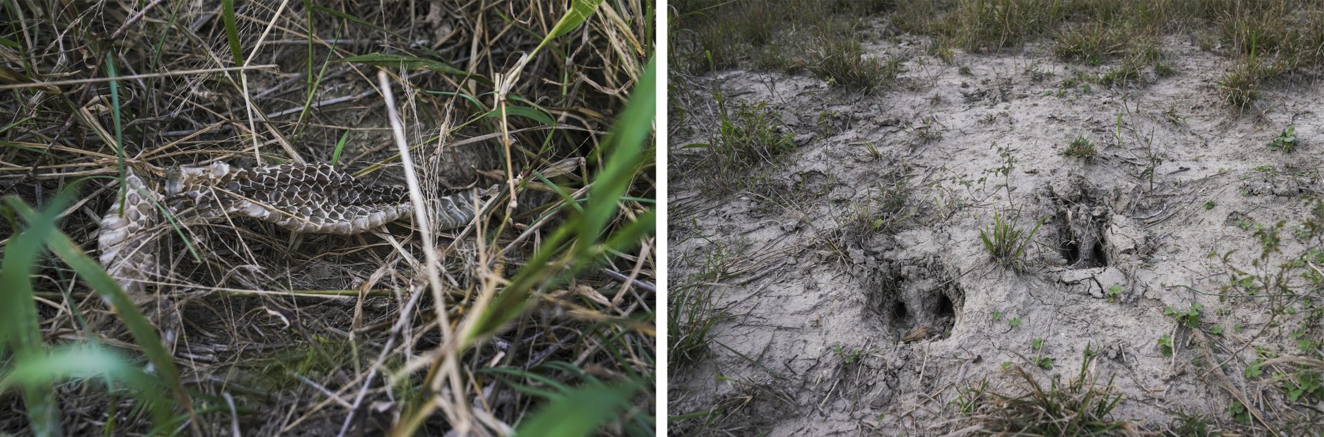 Snake skin (left) and animal footprints are seen on Zavaleta’s ranch. Wildlife conservationists are wondering how much of an obstruction the barrier will be to animals that range along the river.