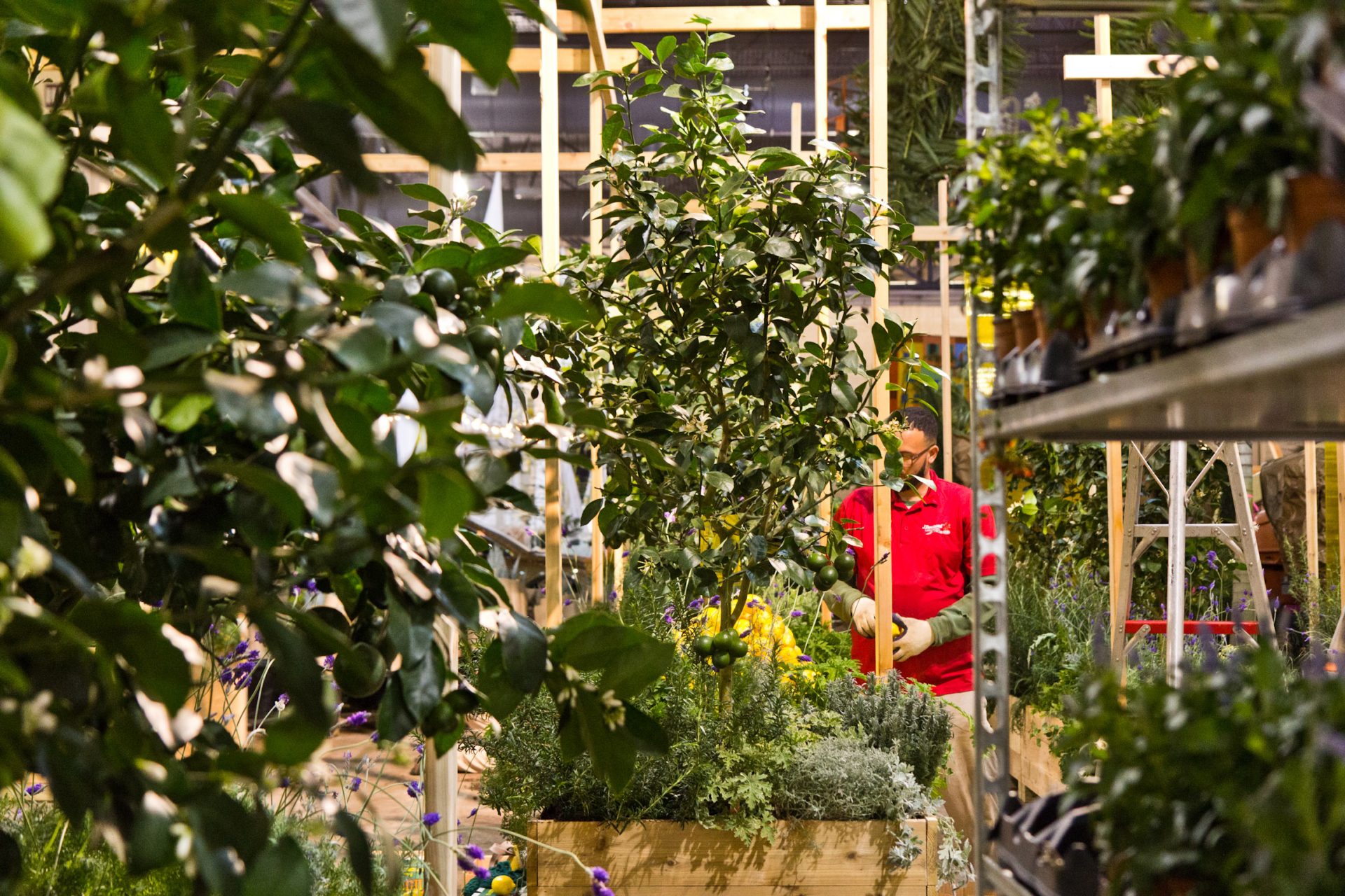 “The Lemonary” a design by London’s Wayward, being built Thursday at the 2020 Flower Show.