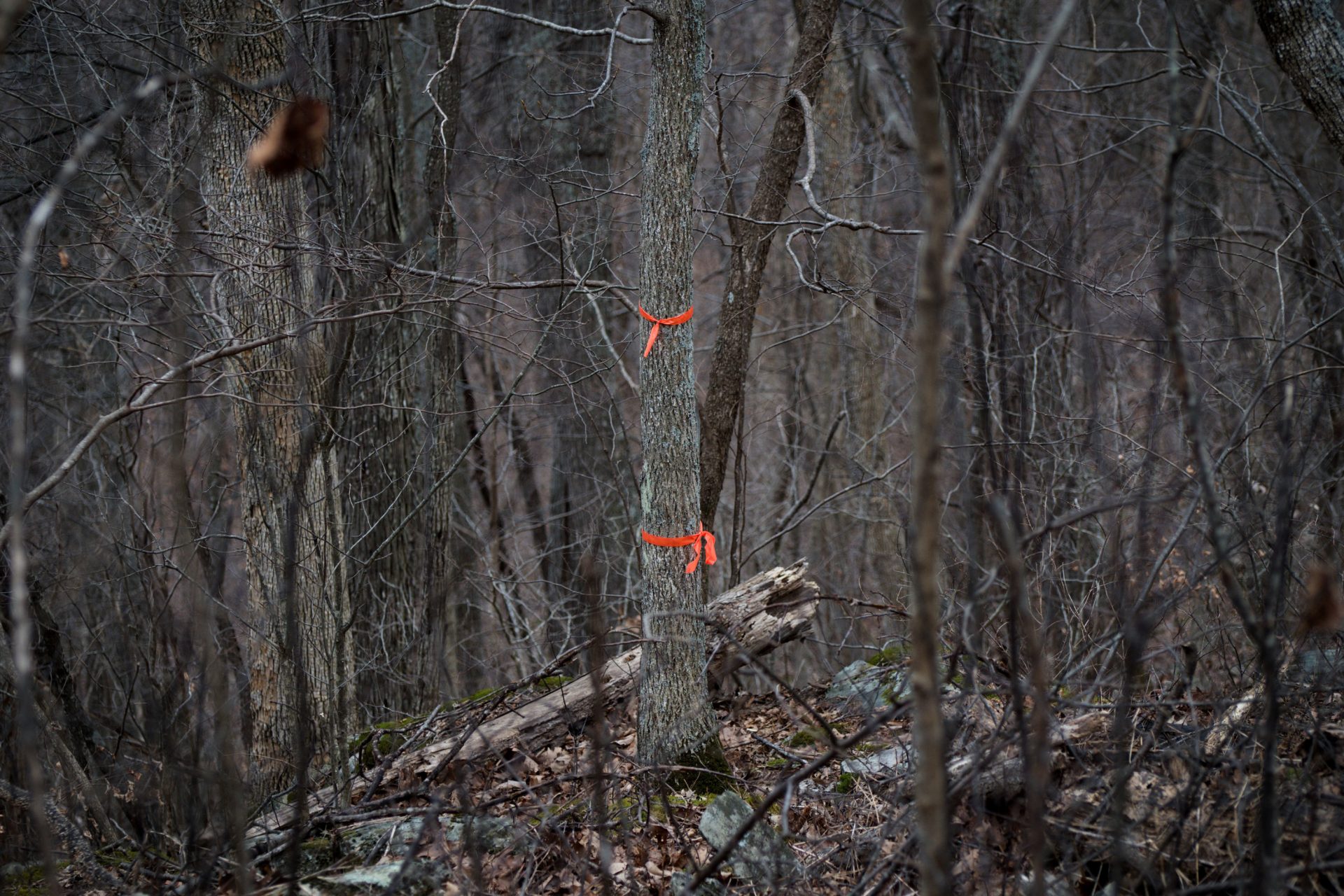 Orange flags near the trail mark the approximate crossing location of the pipeline, which would be tunneled hundreds of feet below ground.