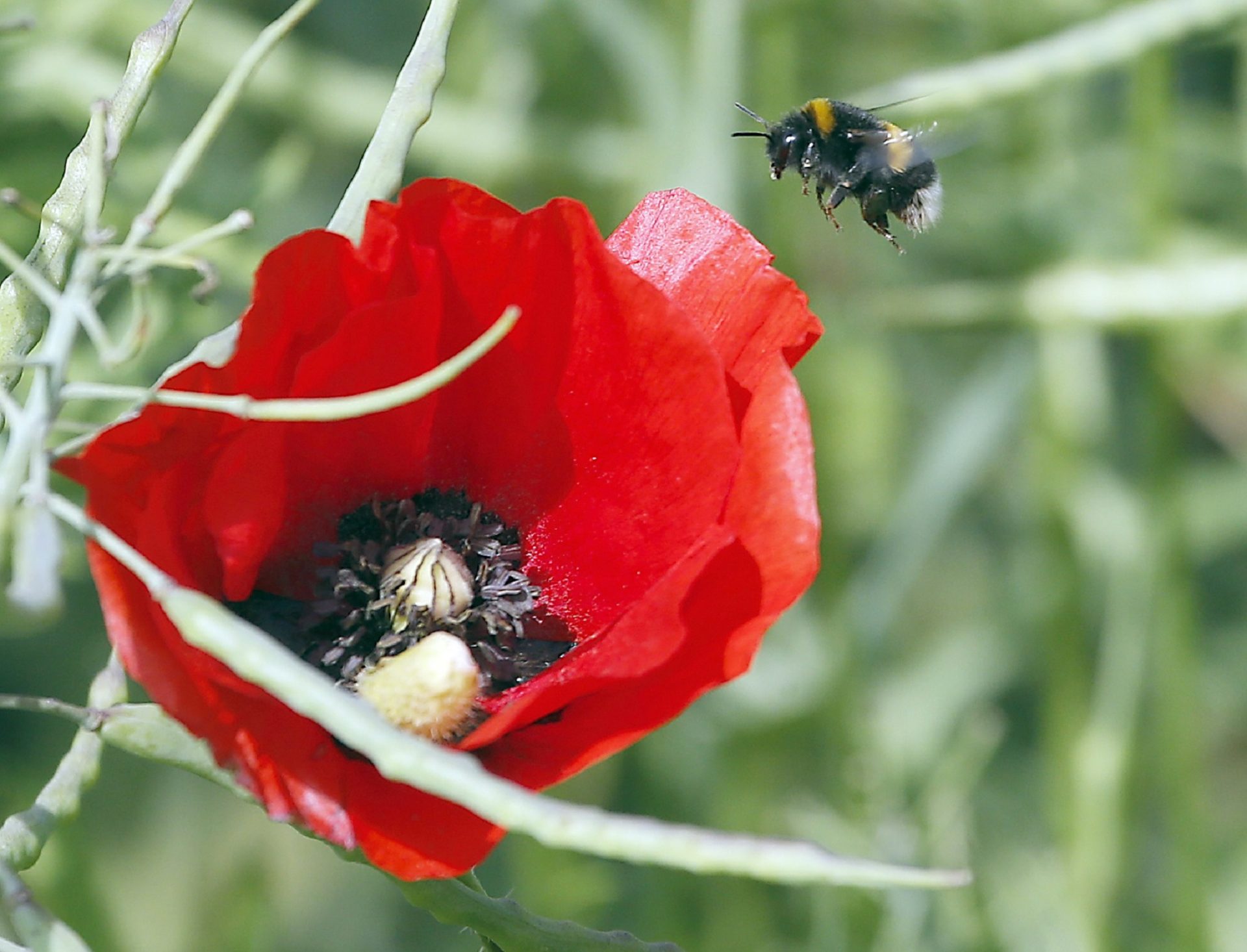 A bumblebee approaches landing on a poppy flower in a field in Duisburg, Germany, Wednesday, May 14, 2014. Weather forecast in Germany predicts more sun and warmer temperatures for the upcoming weekend.