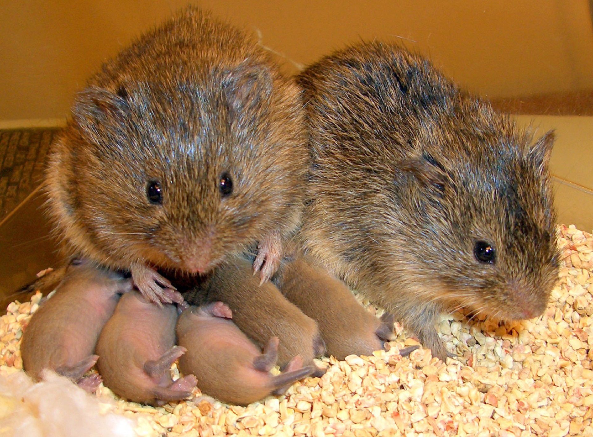A family of voles.