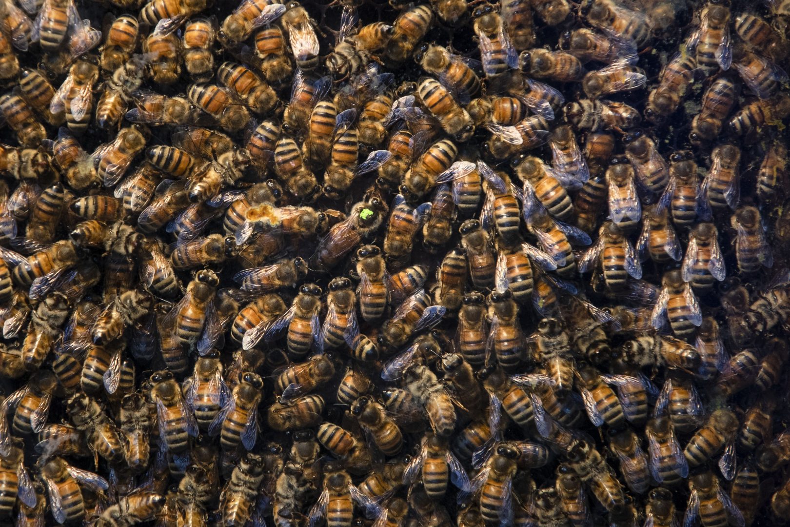 Honey bees move about in their display during the 104th Pennsylvania Farm Show in Harrisburg, Pa., Wednesday, Jan. 8, 2020. 