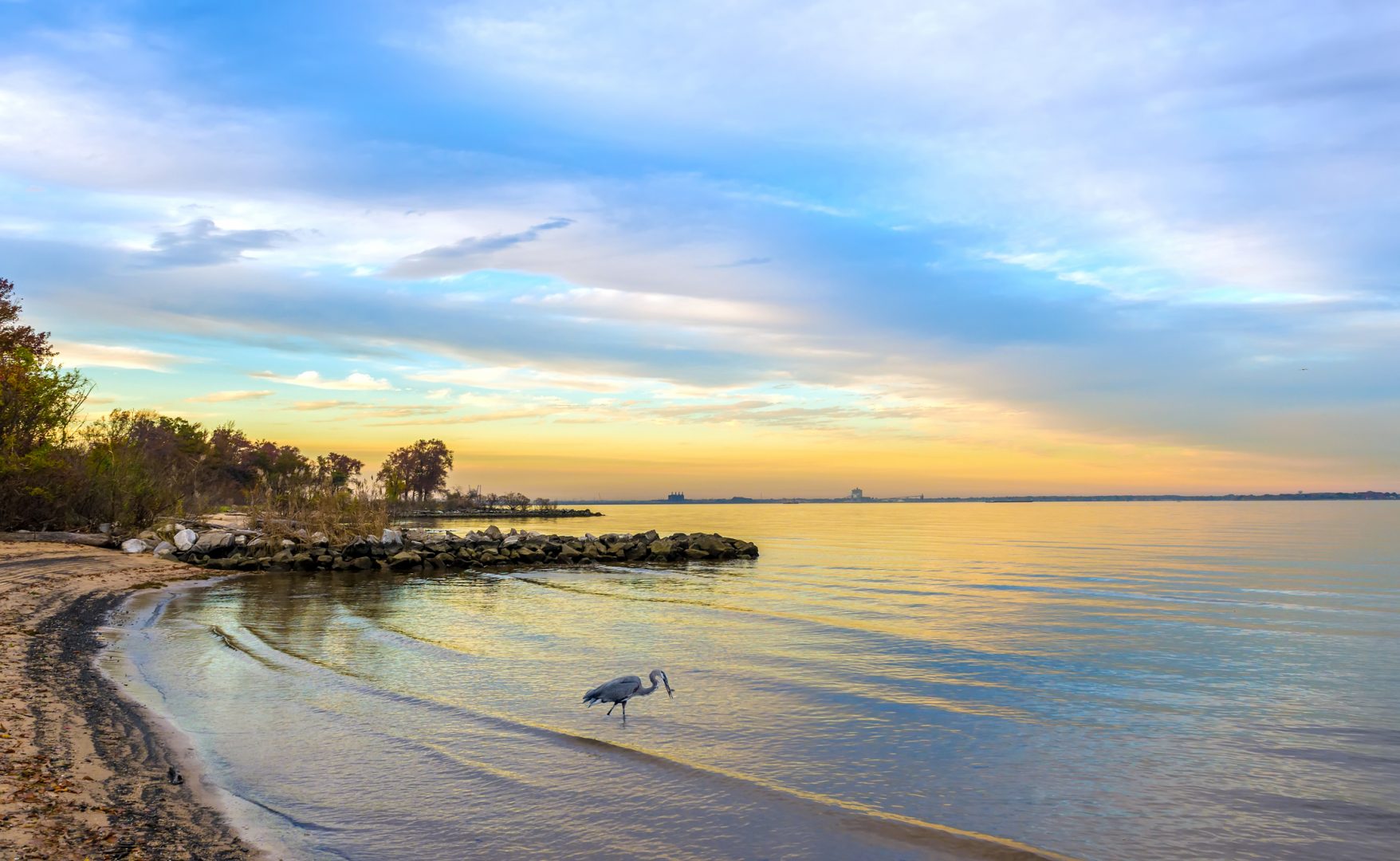 A great blue heron catching a fish on a Chesapeake Bay beach at sunset.
