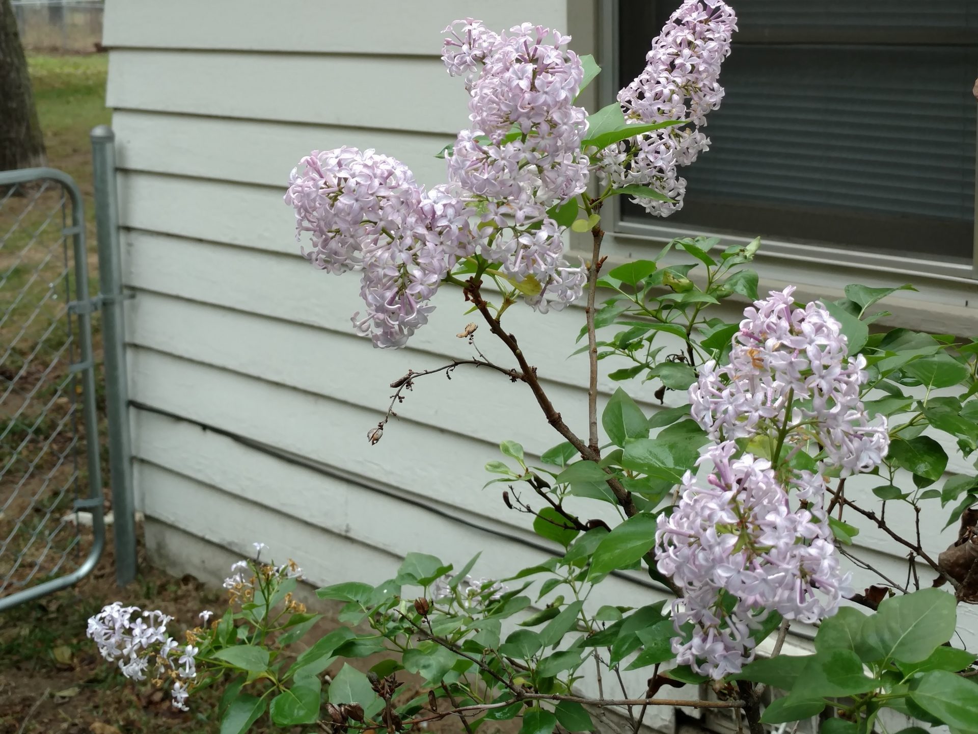In Andrew Lynch's front yard, lilacs began to bloom in early winter, which Lynch found unusual.