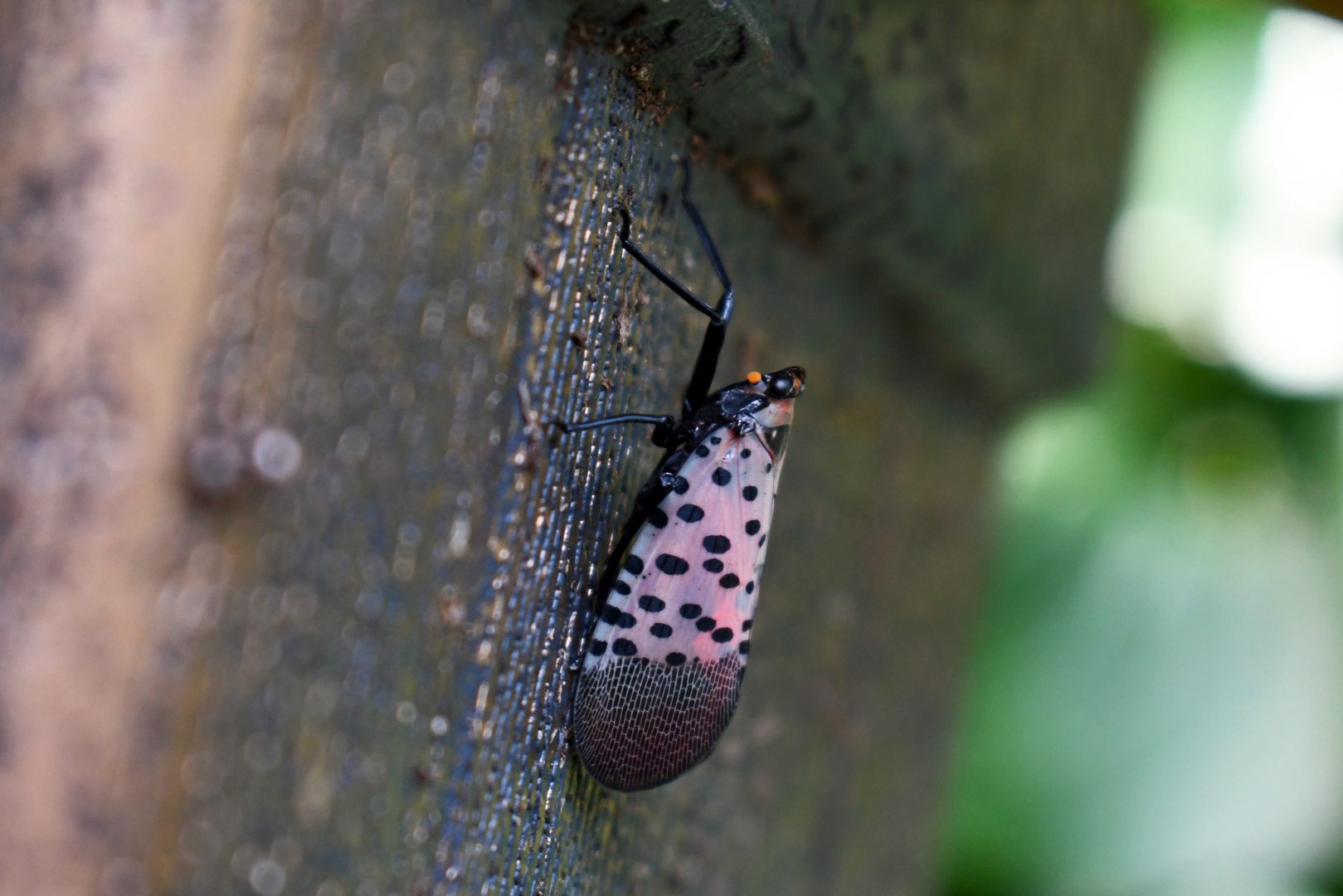 An adult spotted lanternfly in Salford Township, Montgomery county, Pennsylvania.