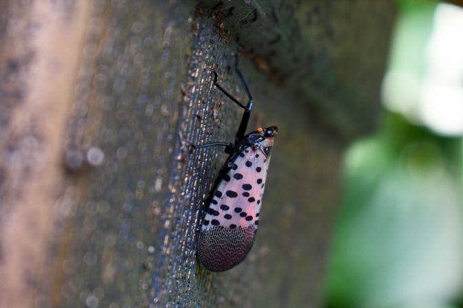 An adult spotted lanternfly in Salford Township, Montgomery county, Pennsylvania.