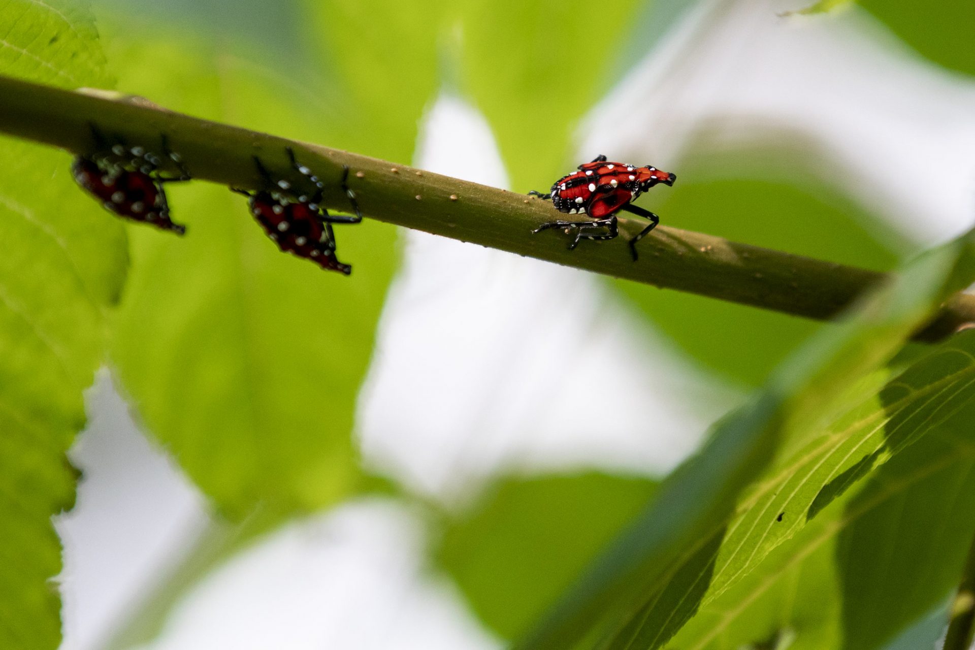 A juvenile spotted lanternfly is pictured on Tuesday, July 16, 2019.