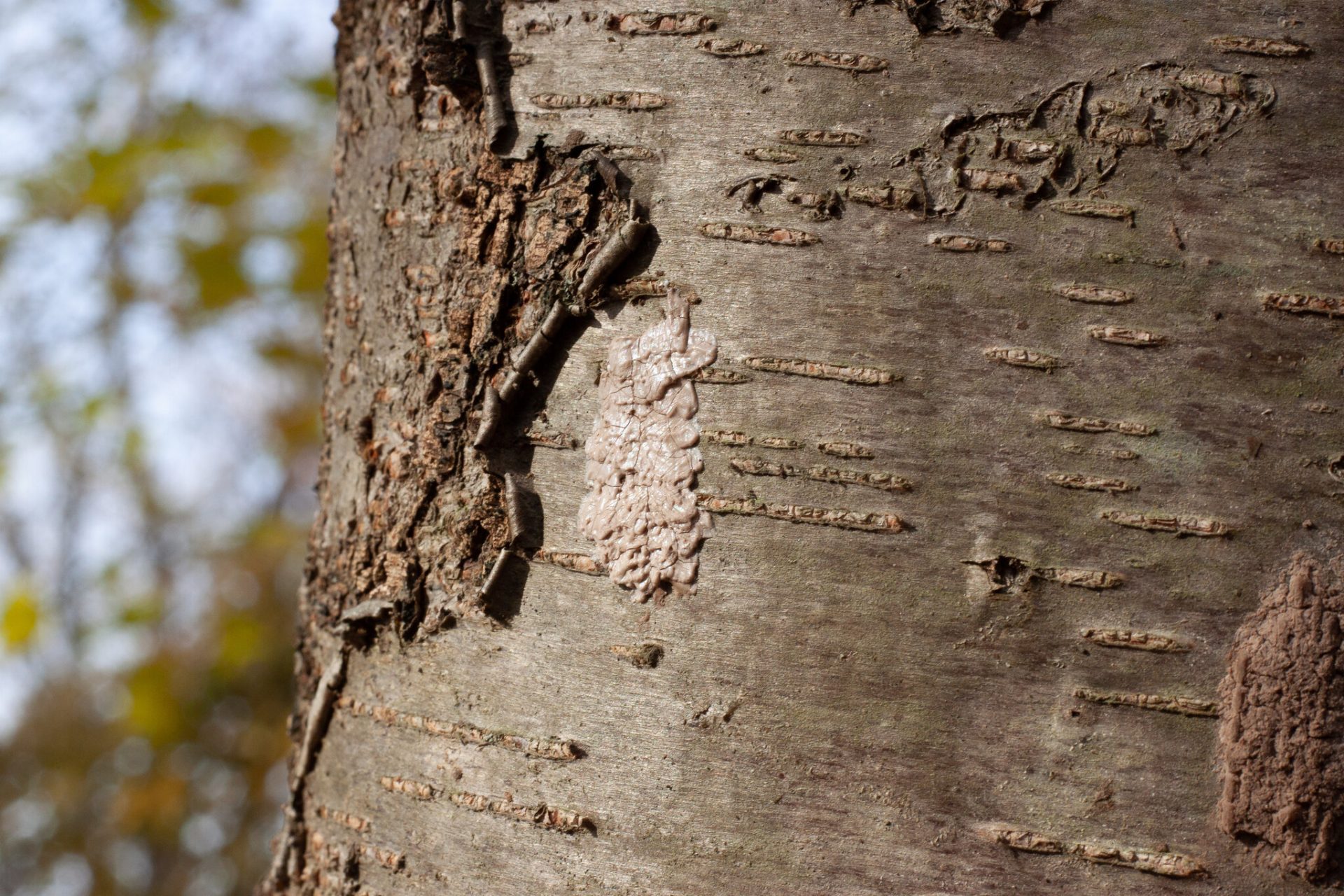 A muddy-looking spotted lanternfly egg mass is seen on a tree trunk.
