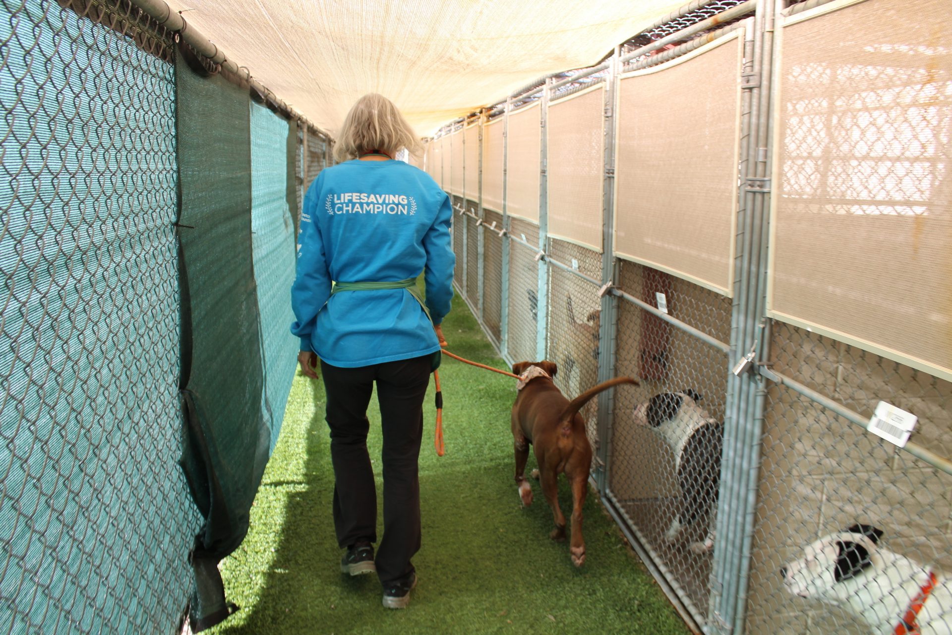 In this Sept. 21, 2019 photo, Marcia Hamilton, a volunteer at Maricopa County Animal Care and Control, takes 3-year-old Ruger out for a walk at the shelter in Phoenix, Ariz. There are many ways to volunteer at an animal shelter to improve the lives of the animals waiting there for a forever home.