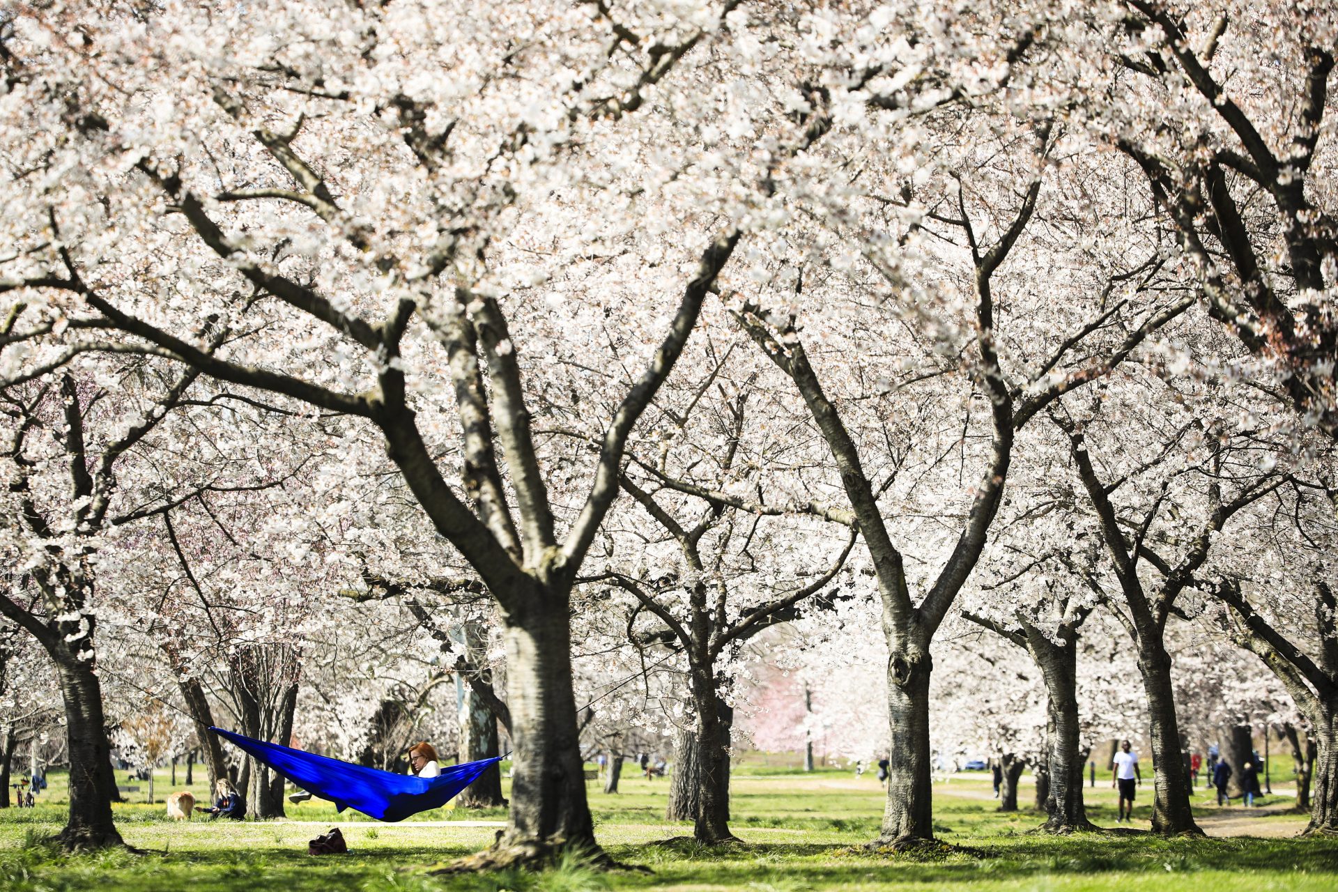 A woman relaxes in a hammock hanging amid cherry trees in full bloom along Kelly Drive in Philadelphia, Thursday, March 26, 2020. Mayor Jim Kenney has issued a stay-at-home order to the nation's sixth most-populated city to keep its residents from leaving home, except to get food, seek medical attention, exercise outdoors, go to a job classified as essential or other errands that involve personal and public safety.