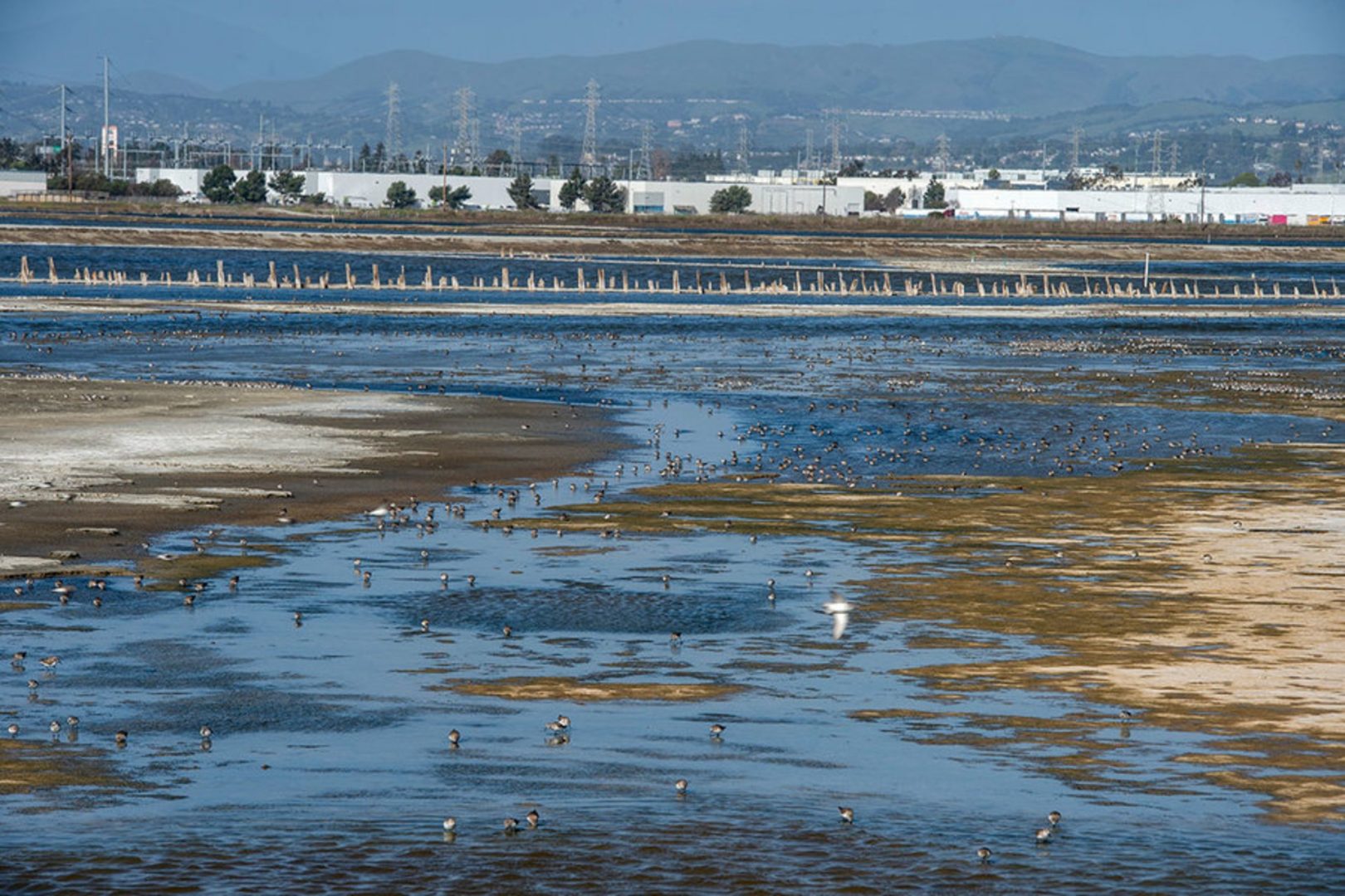 Shorebirds, water birds and gulls take advantage of the low tide at Eden Landing Ecological Reserve on March 13, 2020 in Hayward, California. After many years as a salt production area, the reserve is being rehabilitated as a habitat for native plants and endangered species.