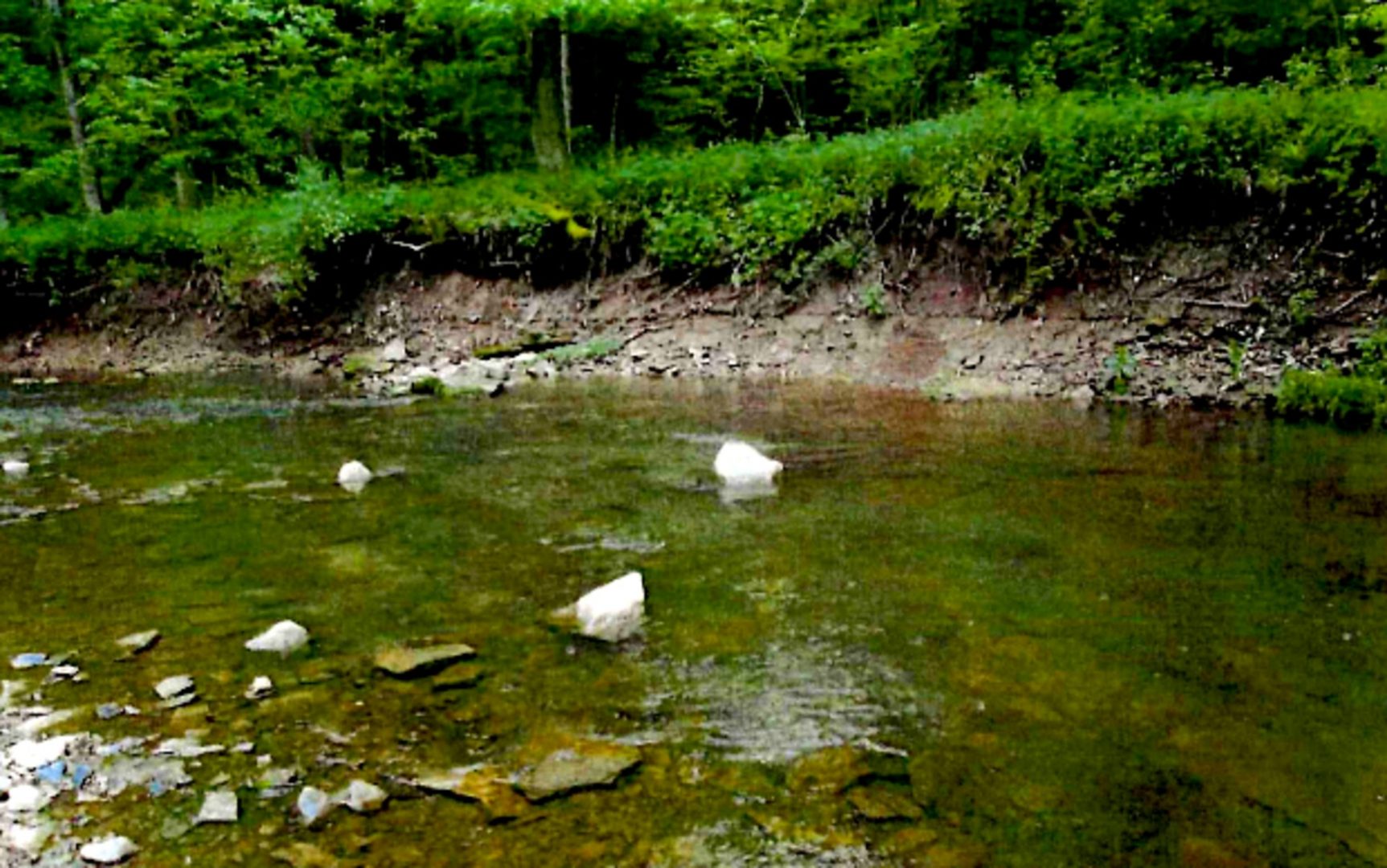 A failing stream bank along Mingo Creek in Washington County. CNX agreed to put almost $200,000 toward streambank stabilization and installation of fish habitat structures along the creek as part of an agreement with the DEP over erosion and sediment violations.