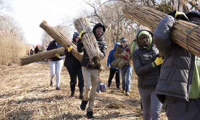 High school students volunteering with Mobilize Green harvest the invasive Phragmites reed at John Heinz National Wildlife Refuge at Tinicum on February 8, 2020. The harvesting session, called Phrag Fest, kicks off an ecological art project by artist Sarah Kavage (not pictured). (Rachel Wisniewski for WHYY)