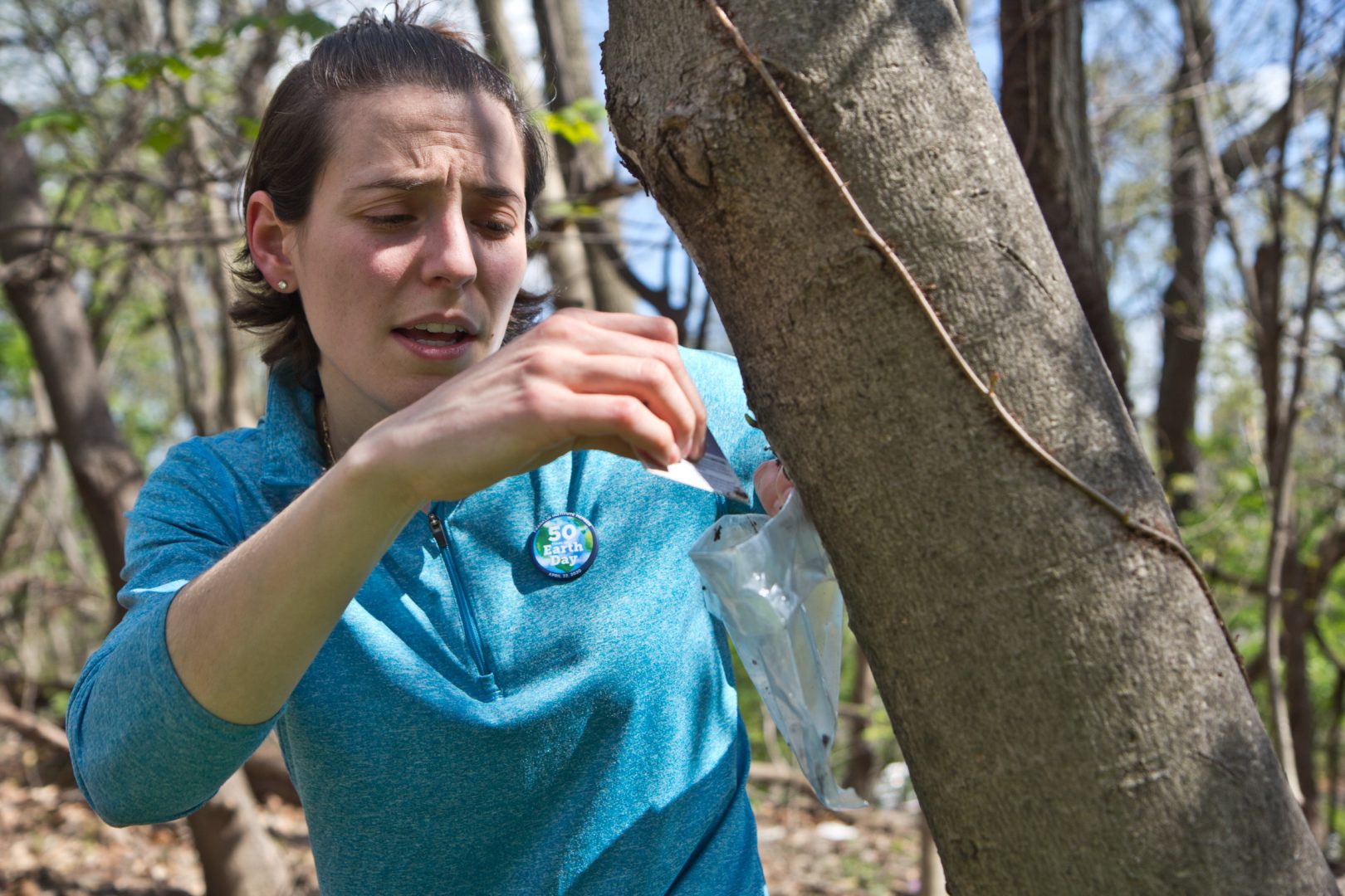 Rachel Valletta, Director of the Climate and Urban Systems Partnership at the Franklin Institute, explains how to scrape spotted lantern fly eggs off of a maple tree in Fairmount Park.