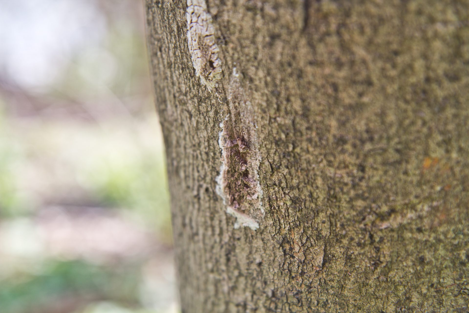 While scraping spotted lantern fly eggs, a sticky, brown goo appears, which should be submersed in hand sanitizer to fully kill the eggs.